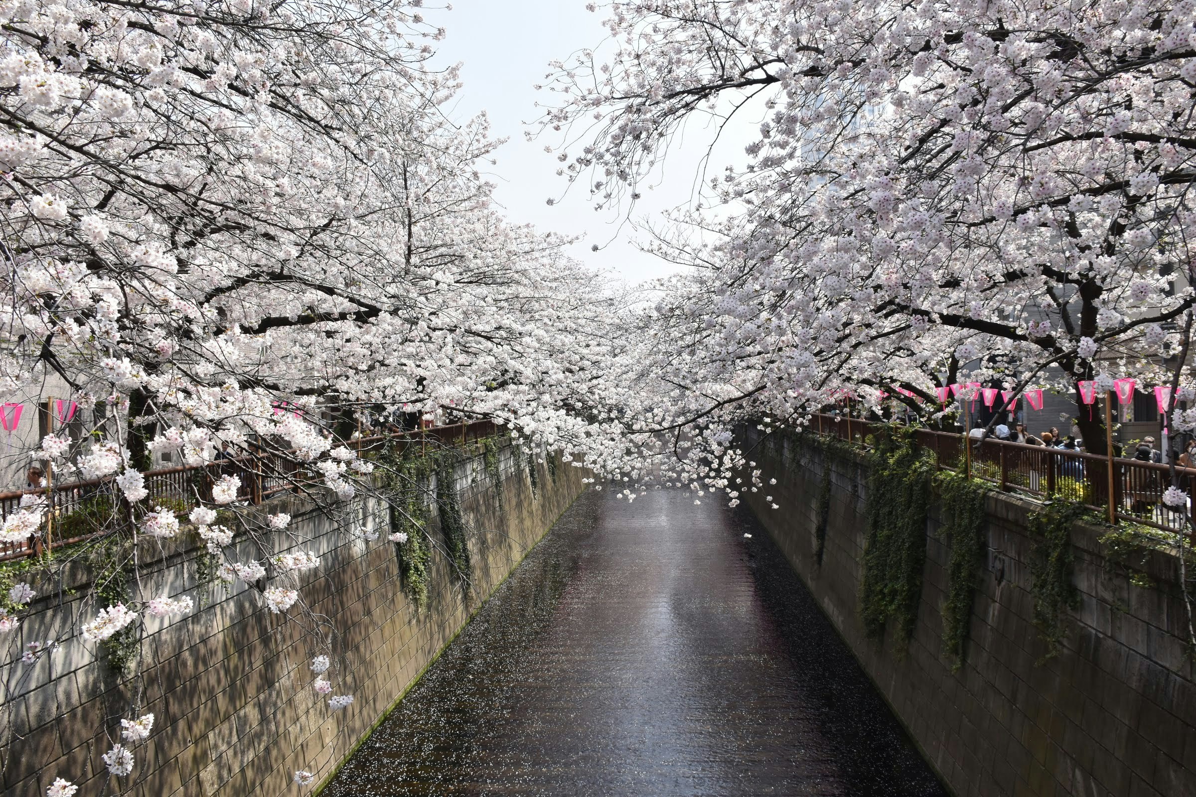 桜並木の小道を流れる雨上がりの路面