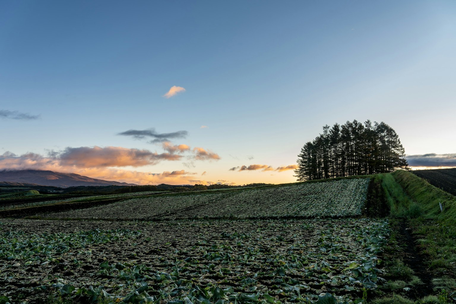 Sonnenuntergang über einem Feld mit einer Baumreihe und klarem Himmel