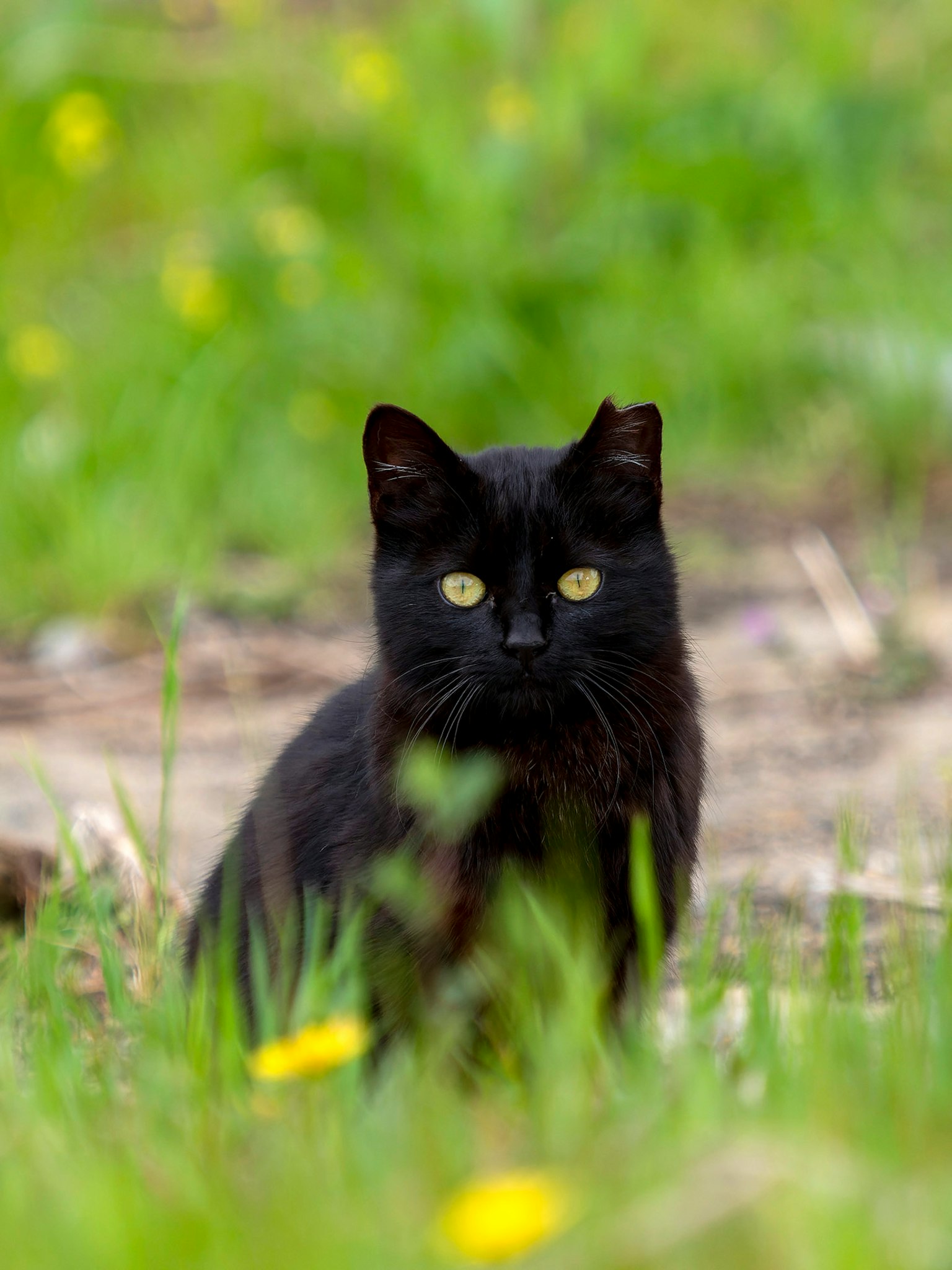 Un gato negro sentado en la hierba verde con flores amarillas