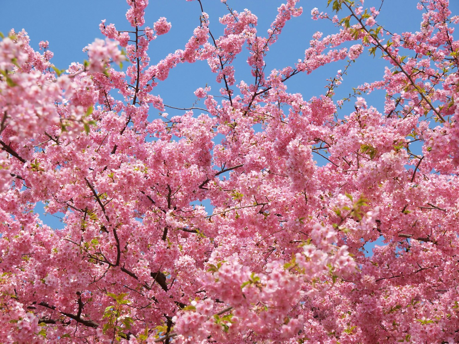 Fleurs de cerisier roses vibrantes fleurissant sous un ciel bleu clair
