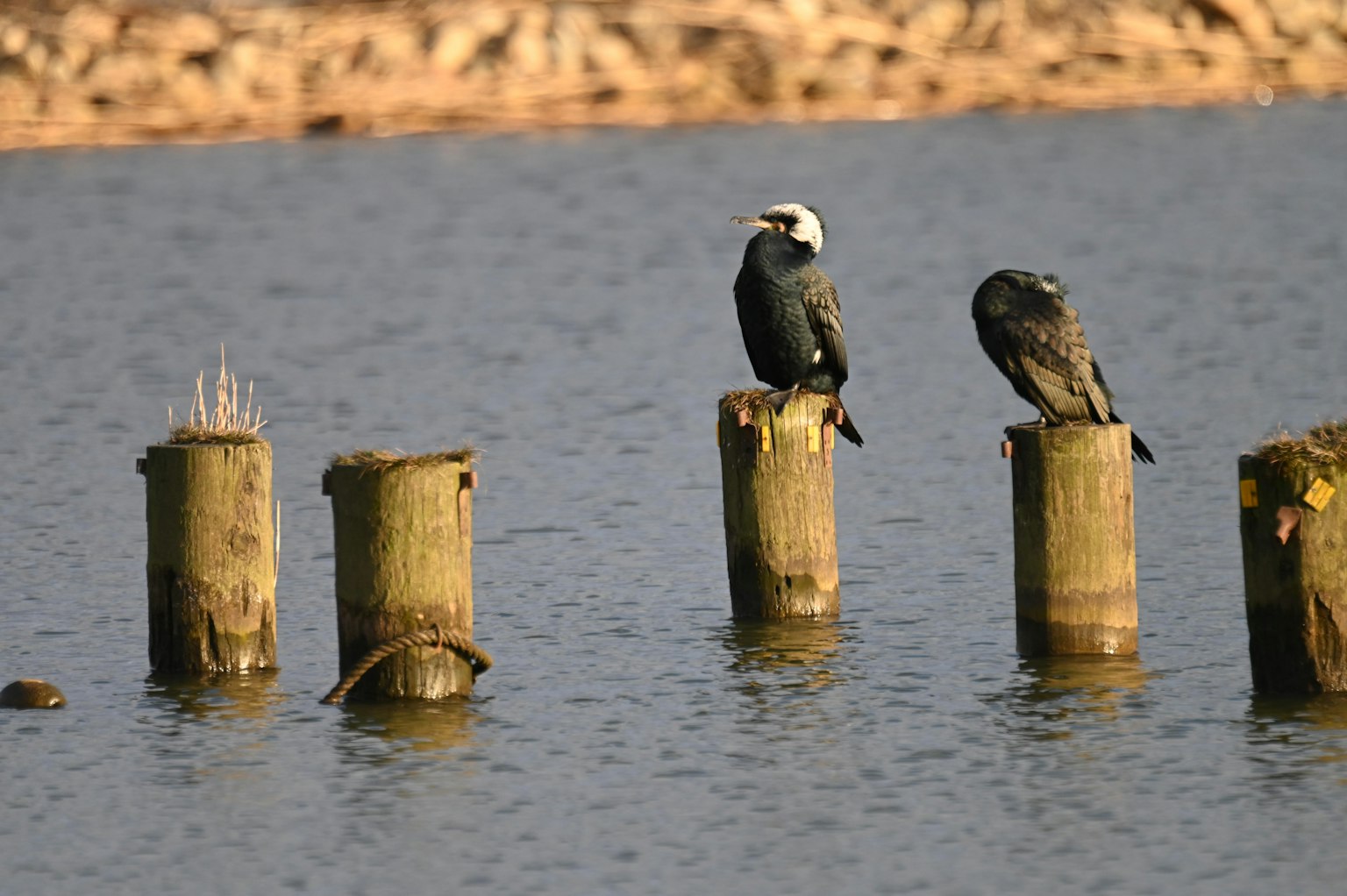Deux oiseaux perchés sur des poteaux en bois au-dessus de l'eau calme