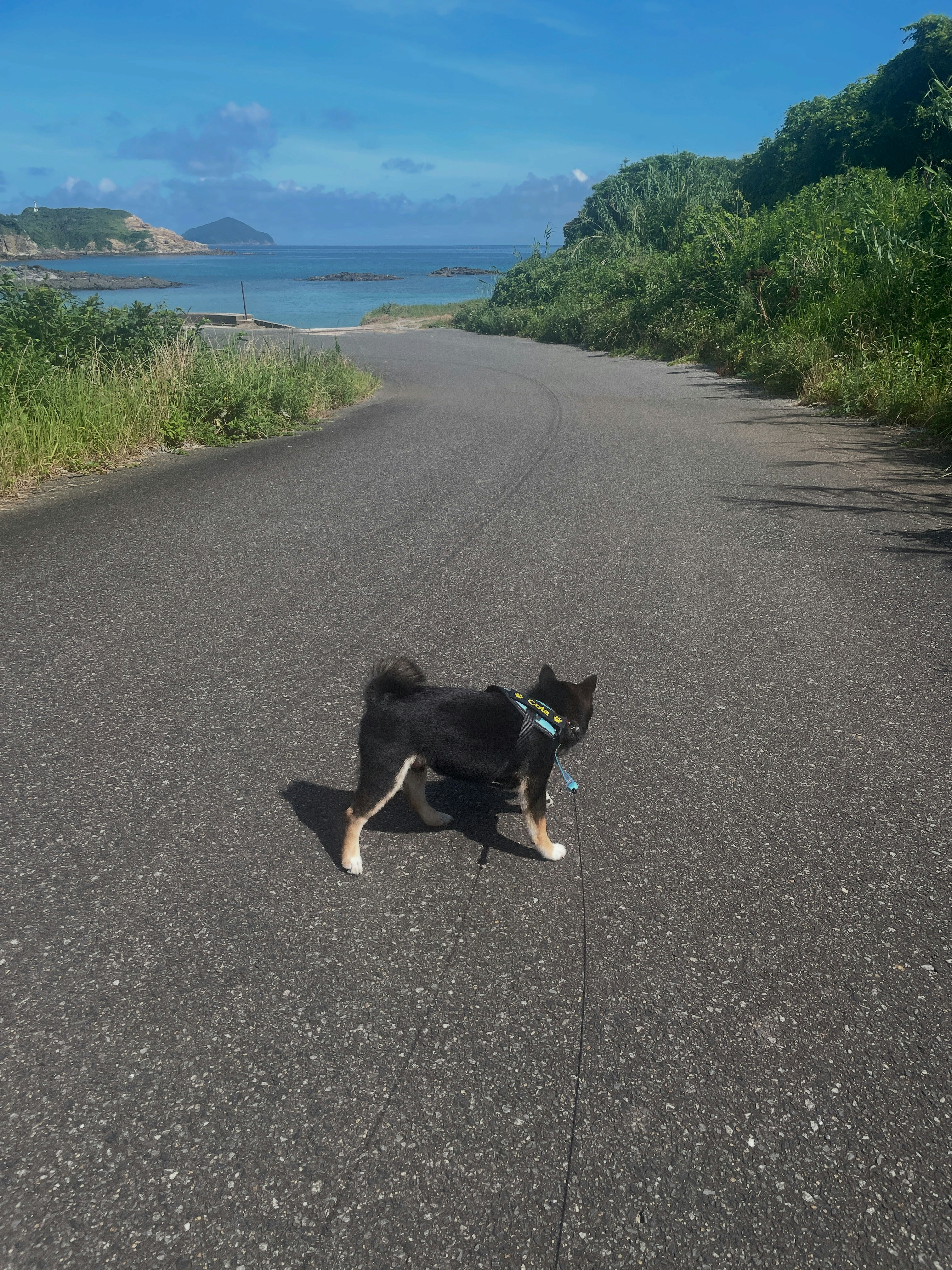 通往大海的海岸路上有一隻狗