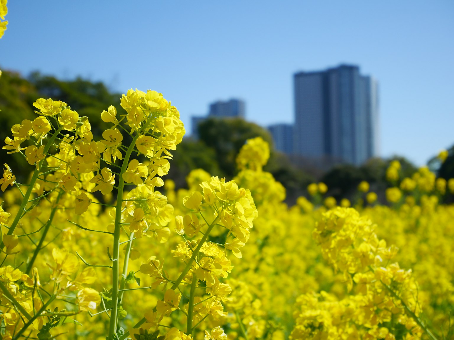 Ladang bunga rapeseed kuning cerah dengan gedung pencakar langit di latar belakang