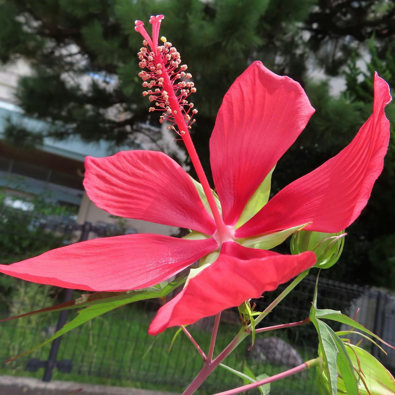 鮮豔的紅色芙蓉花盛開，配有綠色葉子