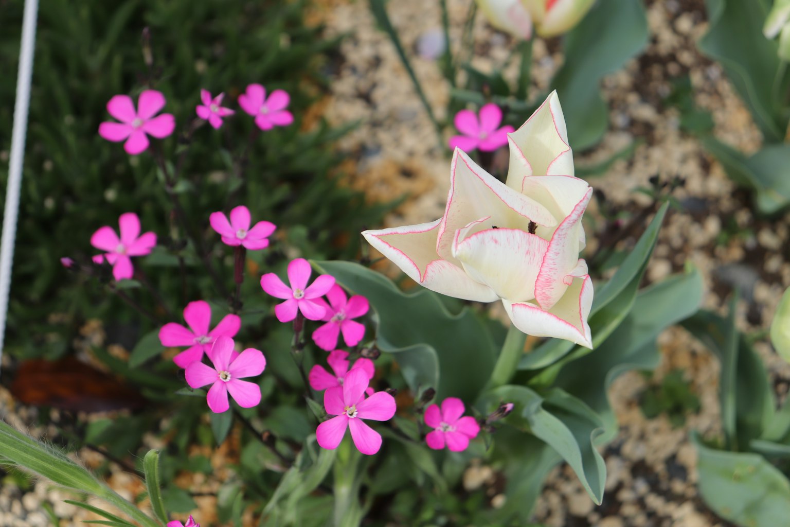 Weiße und rosa Tulpe mit kleinen rosa Blumen in einer Gartenumgebung