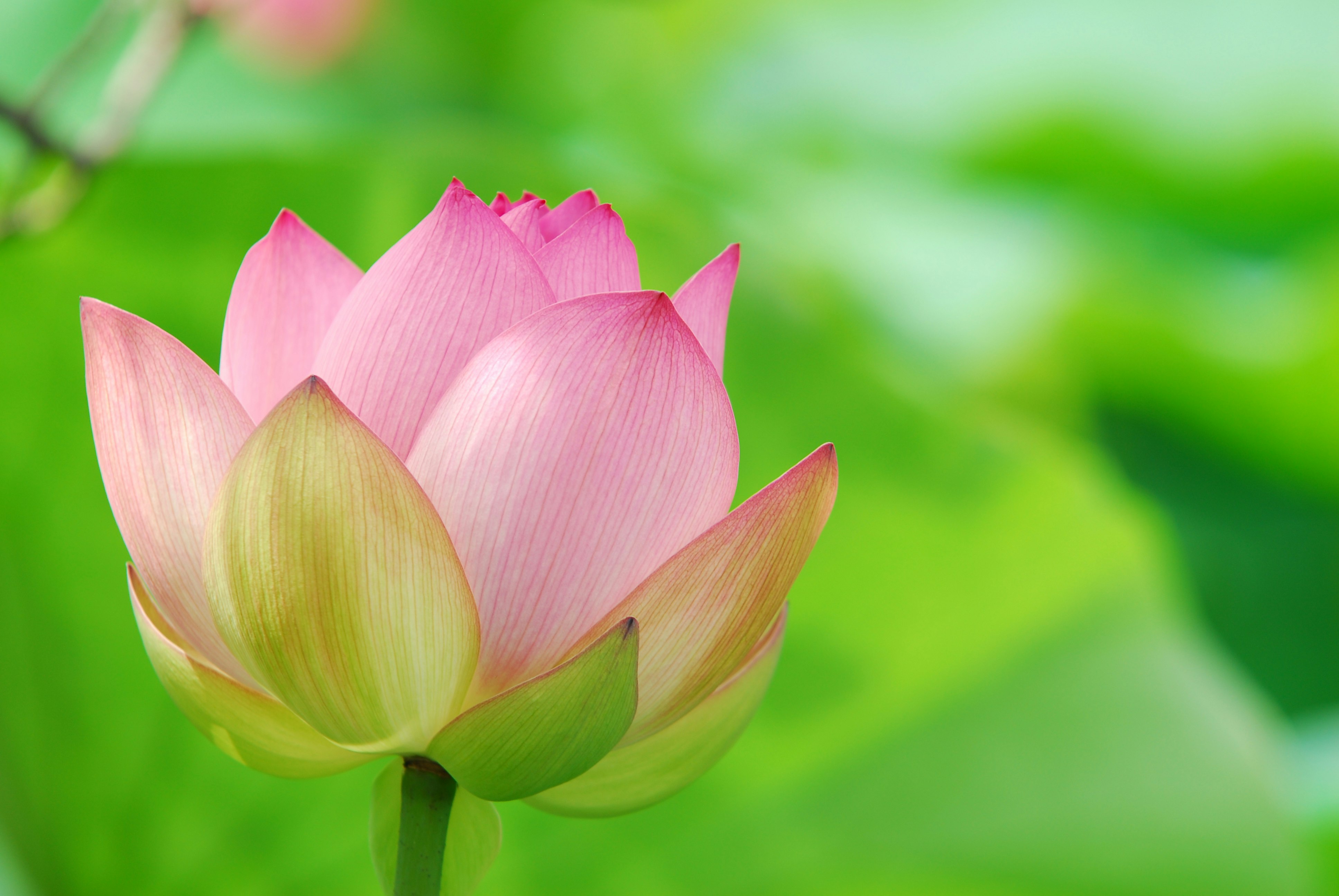 蓮の花のクローズアップ