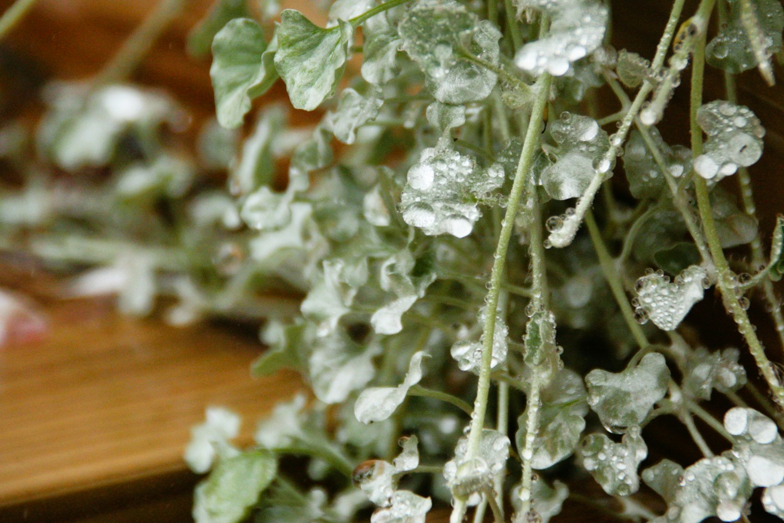 Kedekatan tanaman dengan daun hijau yang tertutup tetesan air