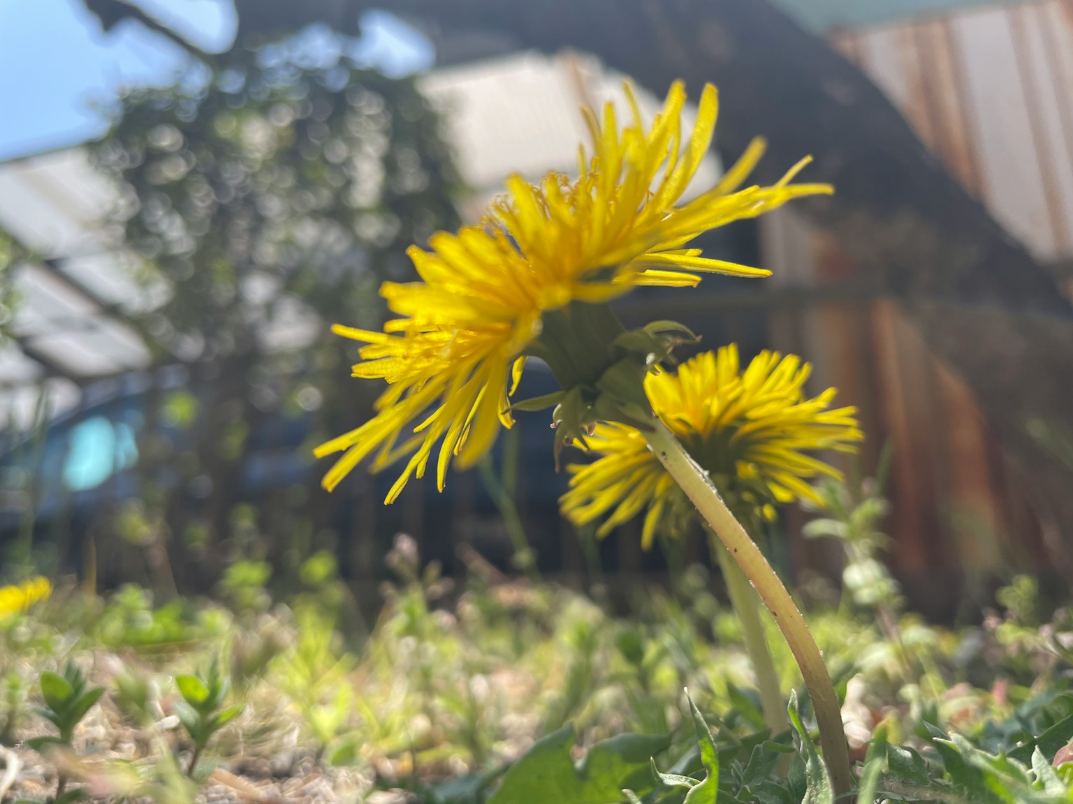 兩朵黃色蒲公英花，背景為模糊的綠植和木結構