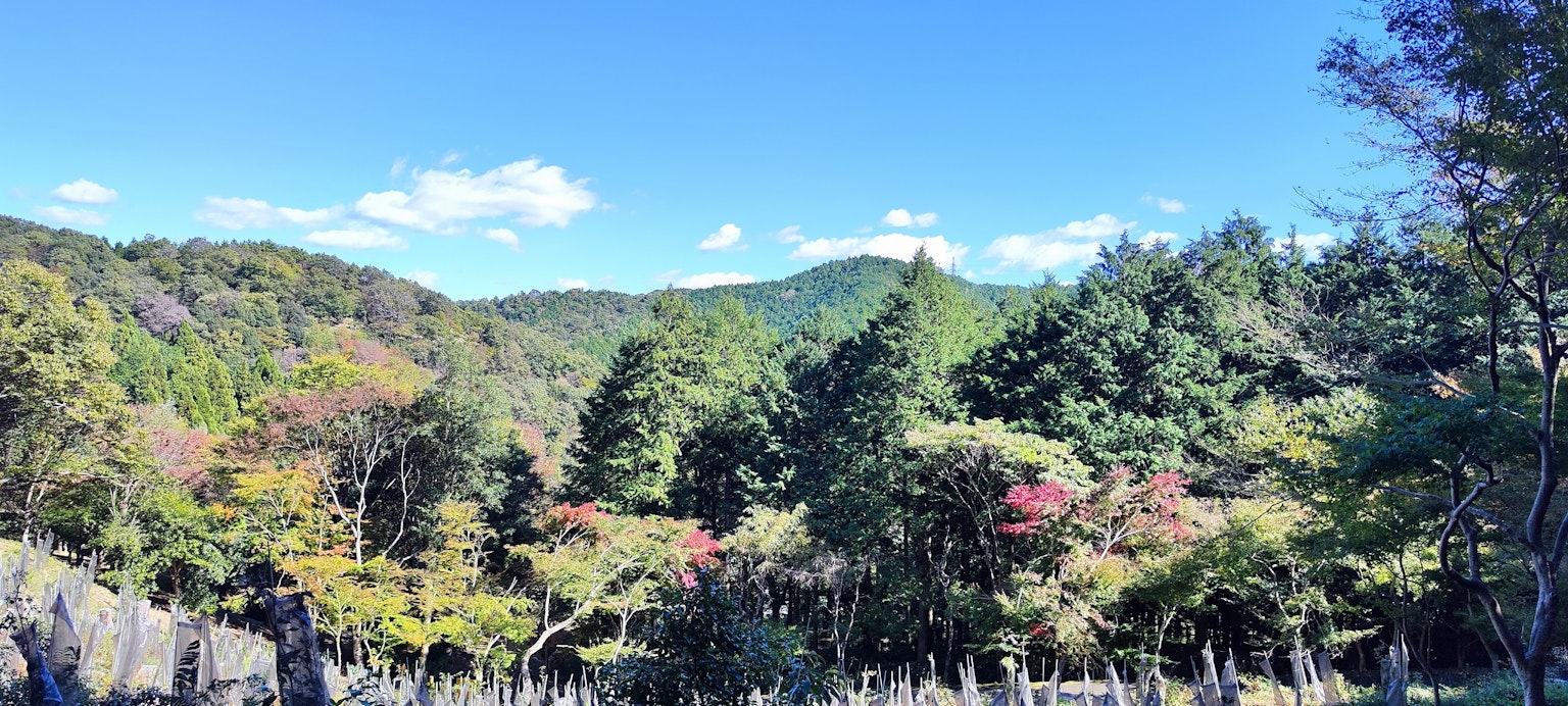 Scenic view of colorful trees and mountains under a clear blue sky