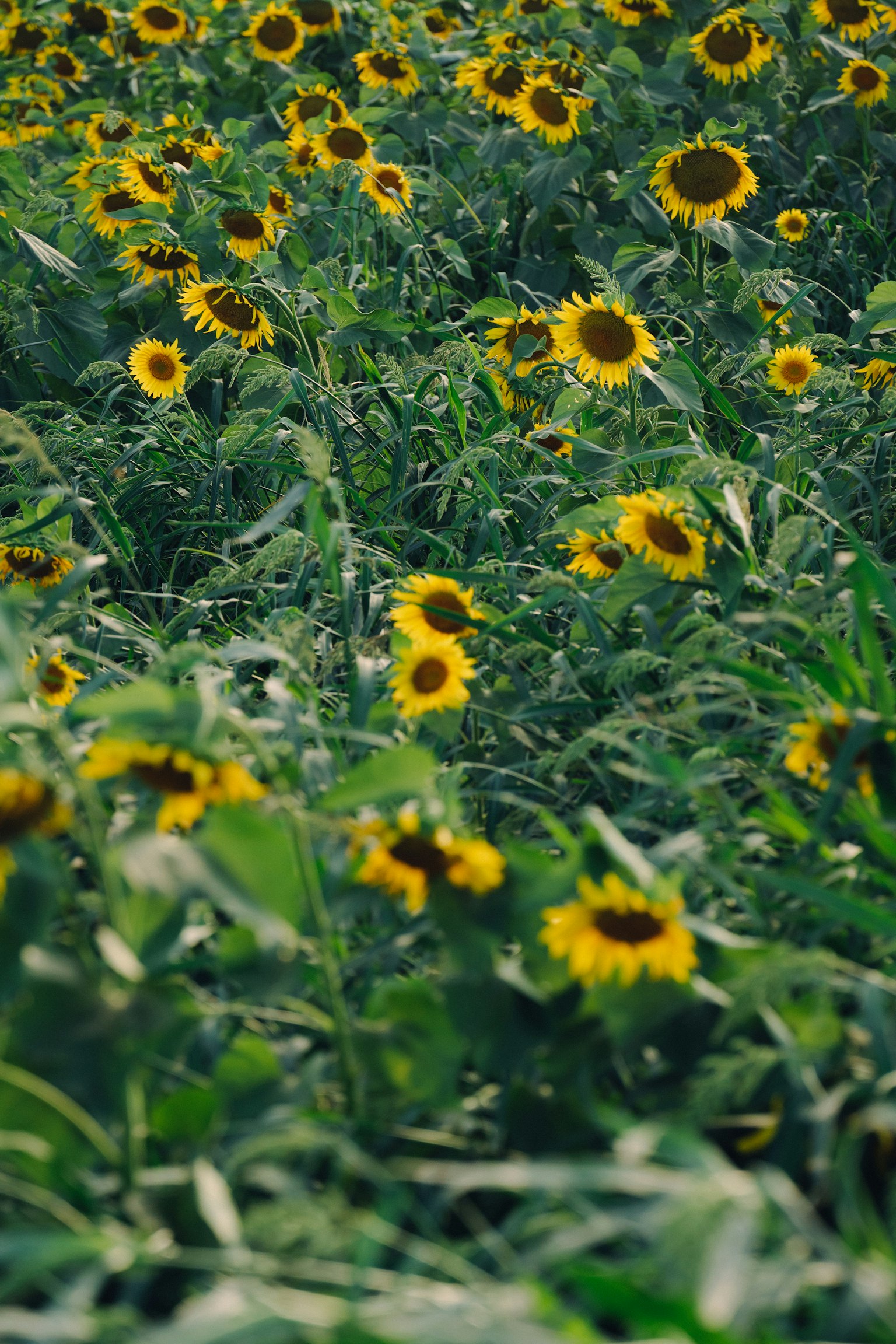 Champ de tournesols vibrant avec des fleurs jaunes éclatantes