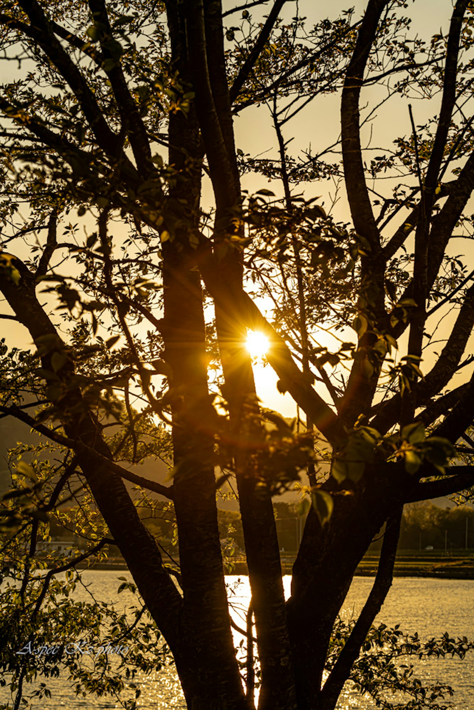 Sunlight filtering through tree branches at sunset