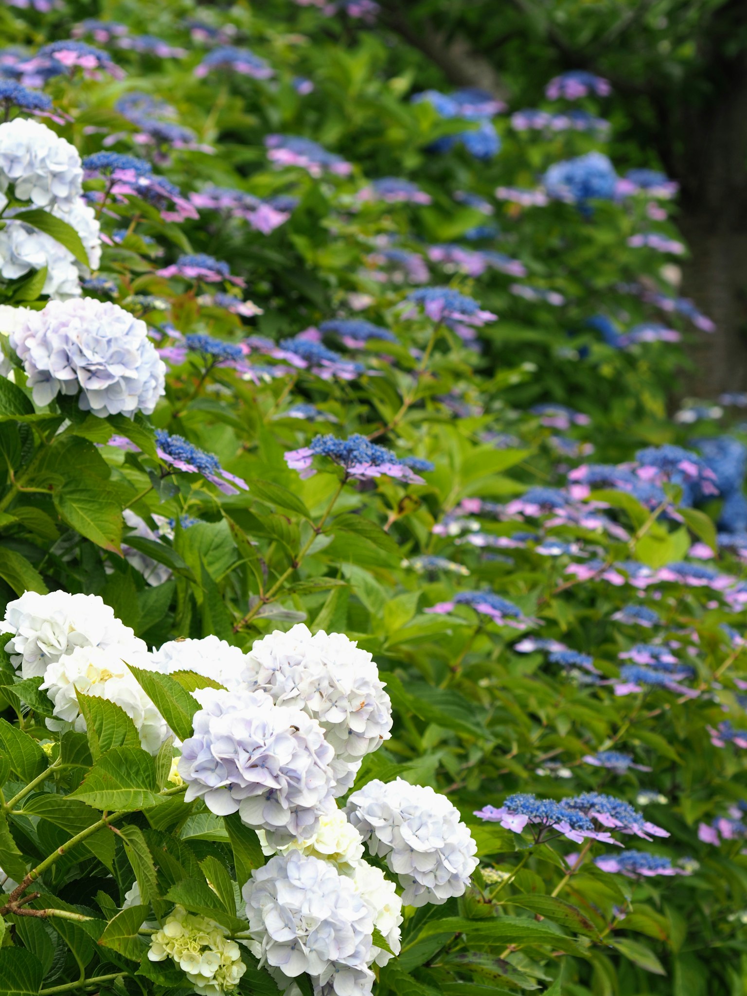Üppige Gartenszene mit blauen Hortensien und weißen Blumen