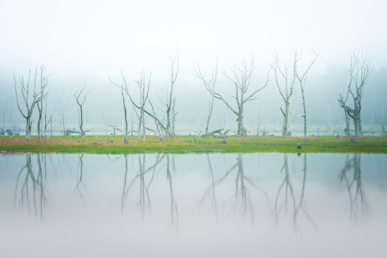 Un paesaggio sereno con alberi spogli riflessi in un lago nebbioso