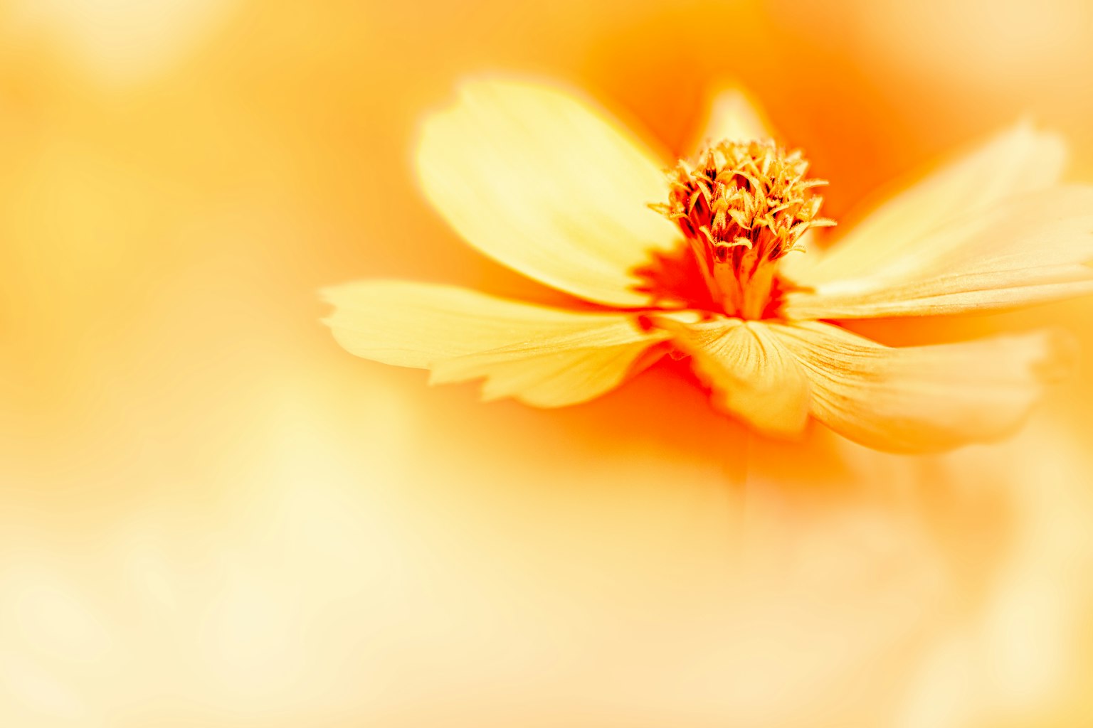 주황색 배경에 노란 꽃의 클로즈업