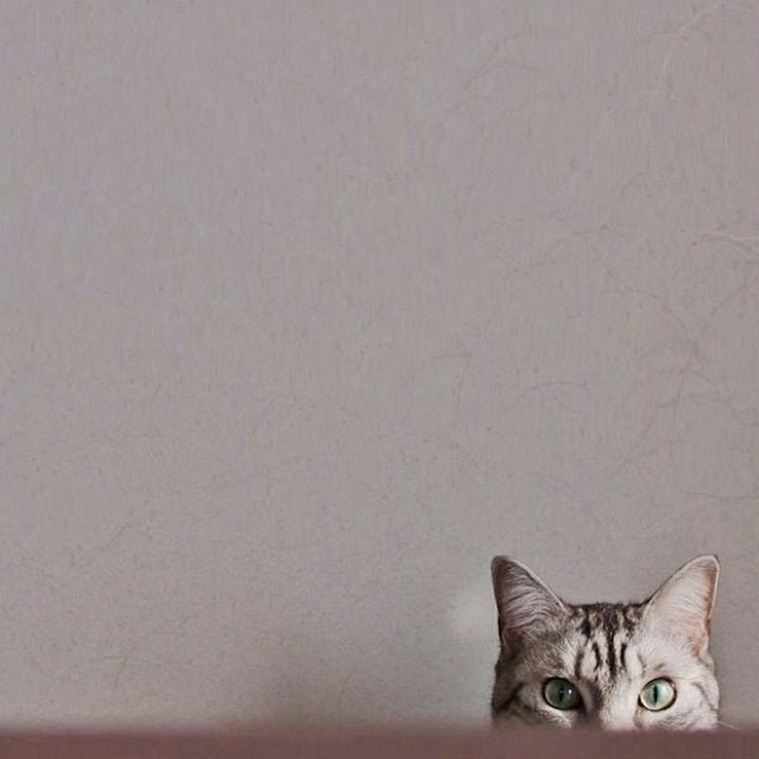 Katze, die über eine Oberfläche mit grünen Augen vor einem grauen Hintergrund schaut