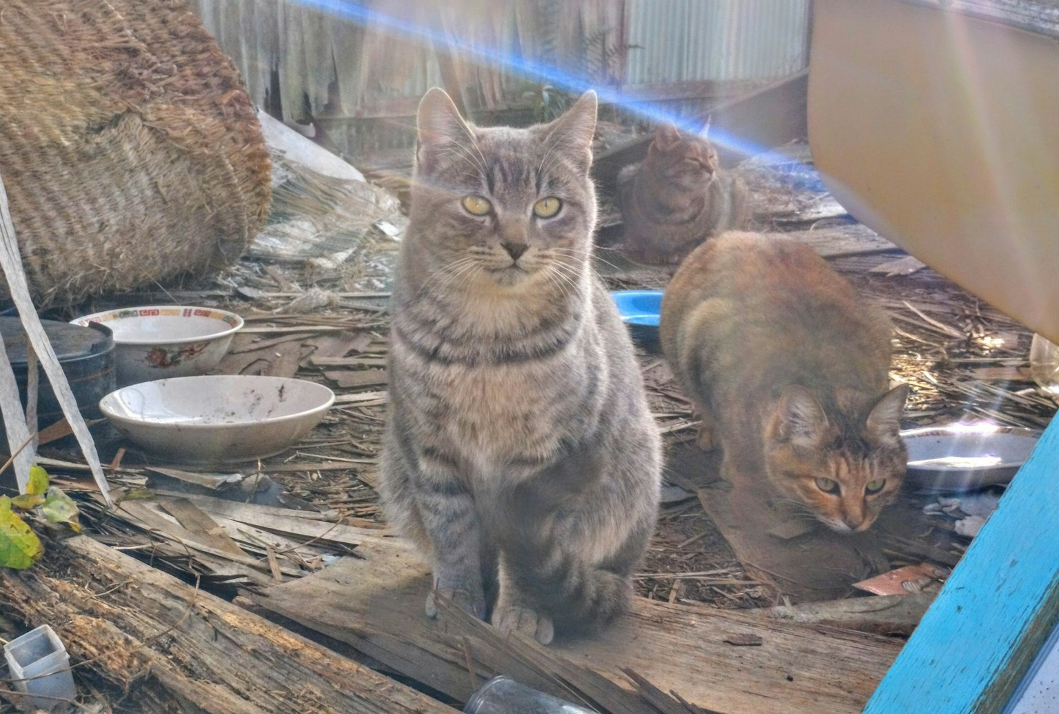 Zwei Katzen in einer rustikalen Umgebung eine steht selbstbewusst während die andere in der Nähe ist