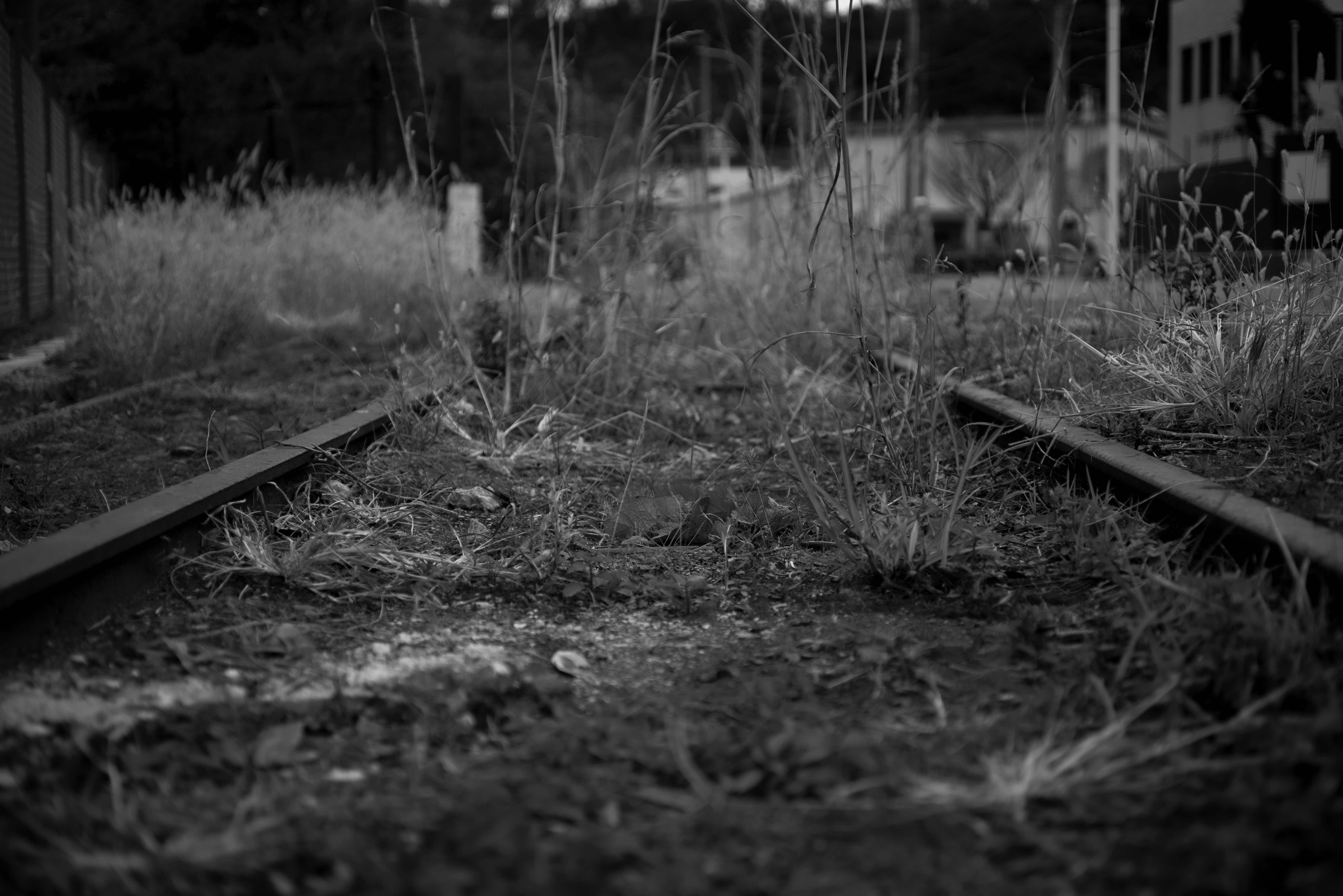 รางรถไฟร้างที่ถูกหญ้าขึ้นปกคลุม