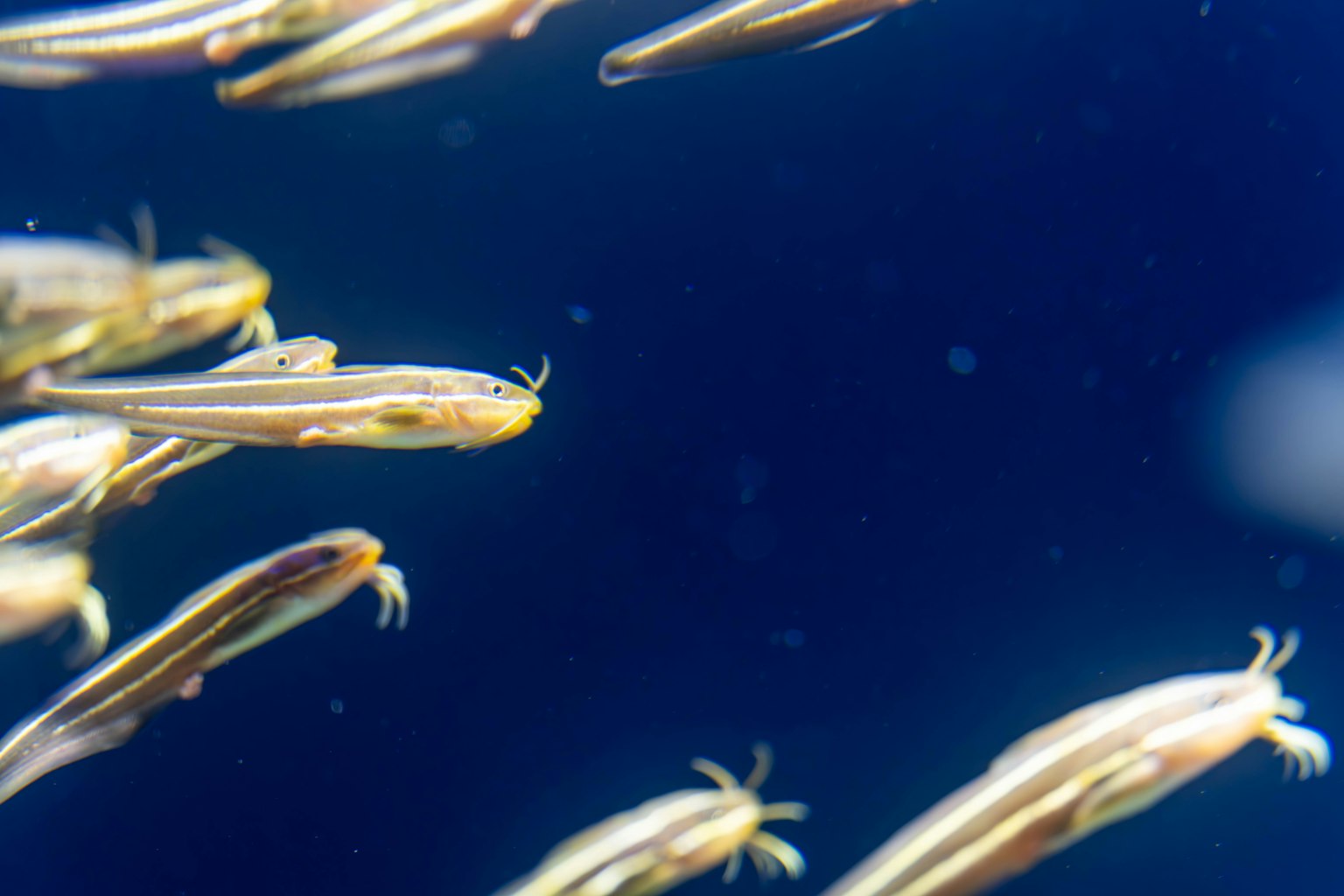 Sekelompok ikan kecil berenang di latar belakang biru