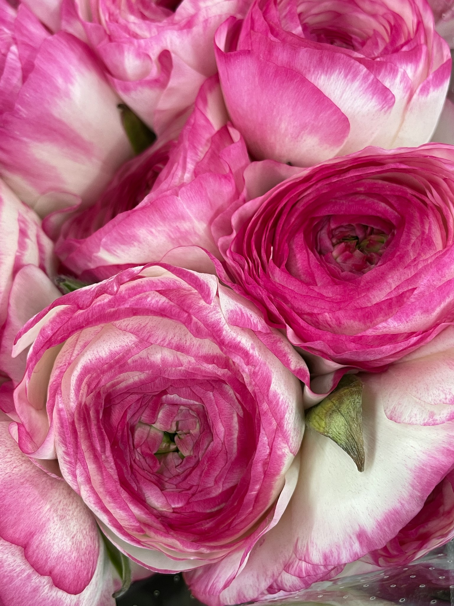 Close-up dari rangkaian bunga ranunculus pink