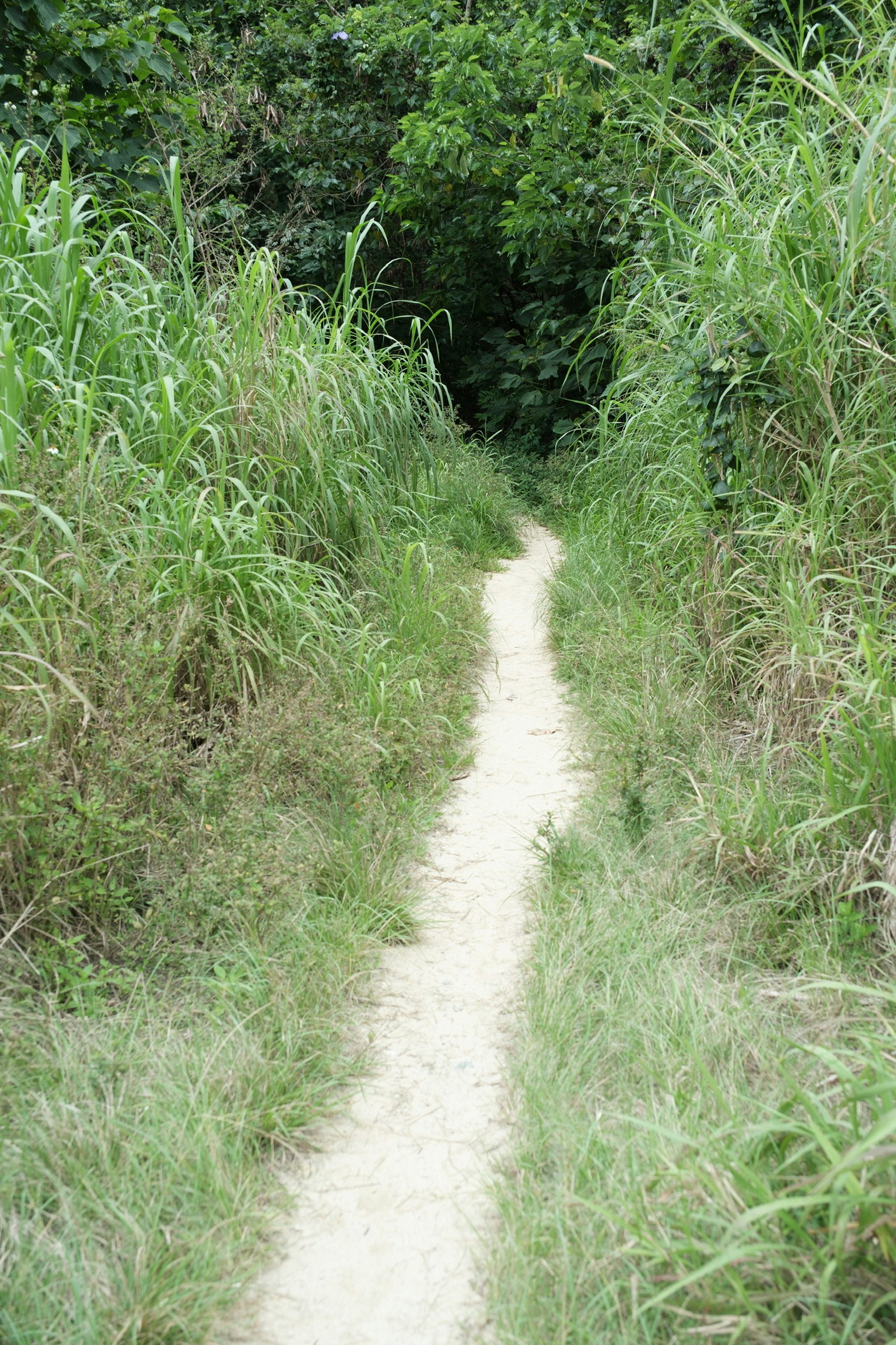 Un camino estrecho rodeado de hierba alta que lleva a un bosque
