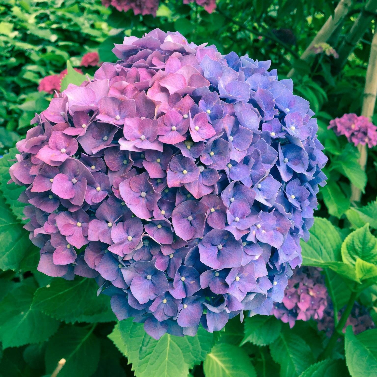 ช่อดอกไฮเดรนเยียกลมในเฉดสีม่วงและชมพู