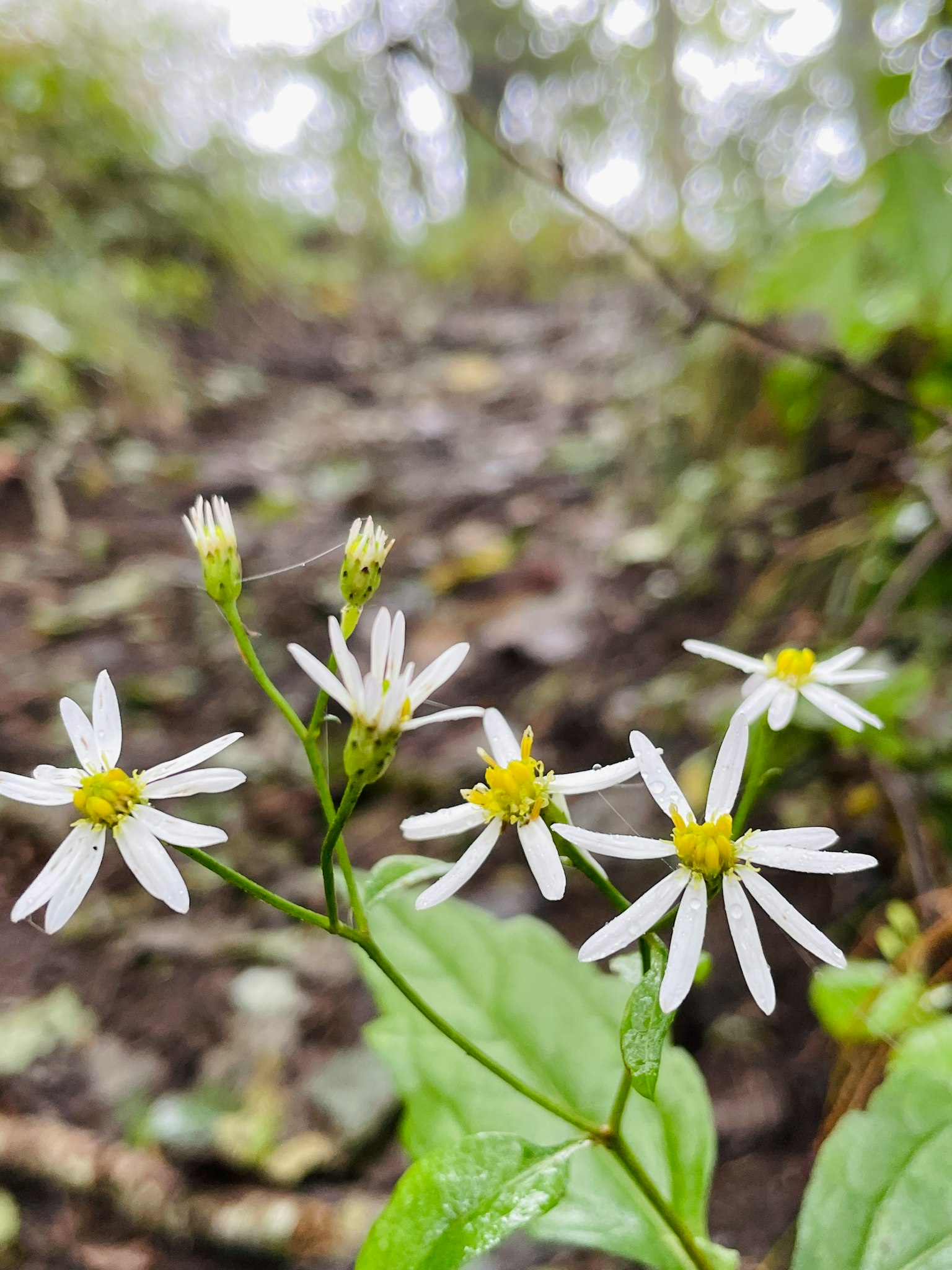 Nahaufnahme von weißen Blumen mit gelben Zentren neben einem Weg