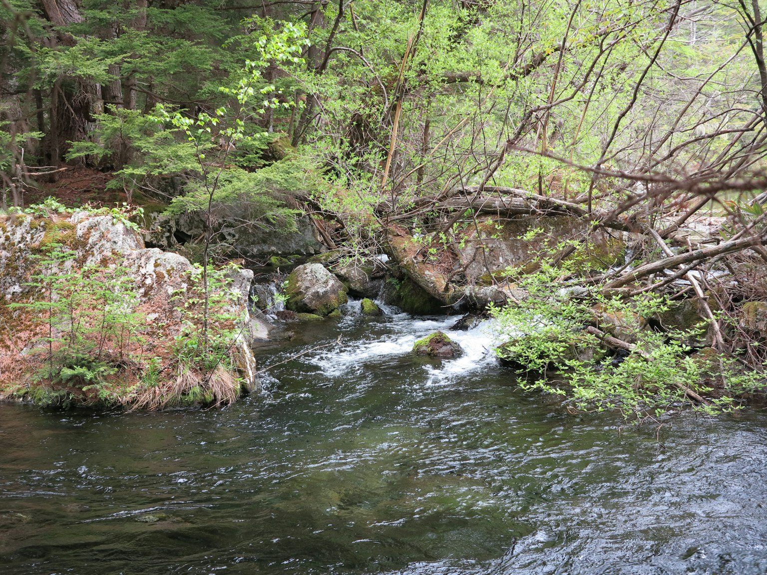 A tranquil stream flowing through a lush green forest with rocks and foliage