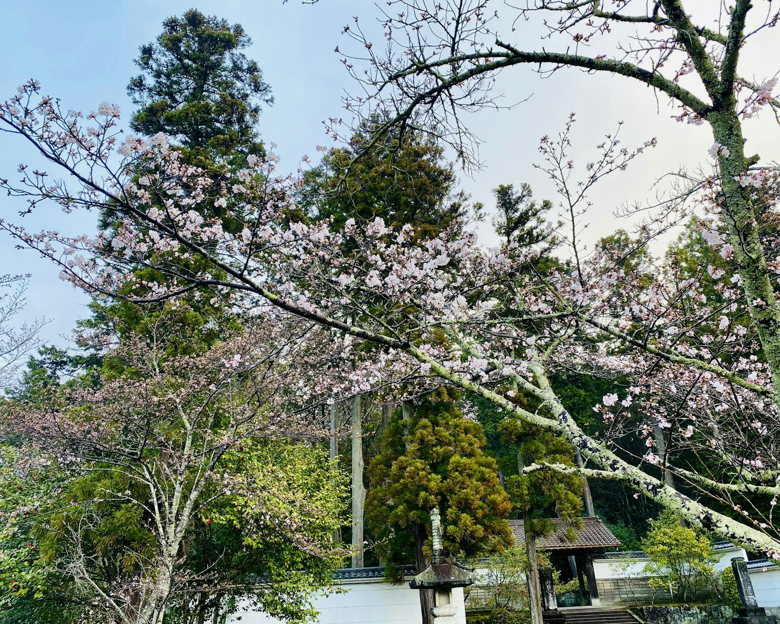 Cherry blossom trees in bloom with lush greenery