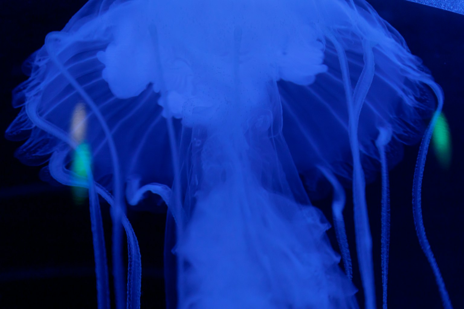 แมงกะพรุนใสที่ส่องสว่างในแสงสีน้ำเงินพร้อมกับหนวดยาว