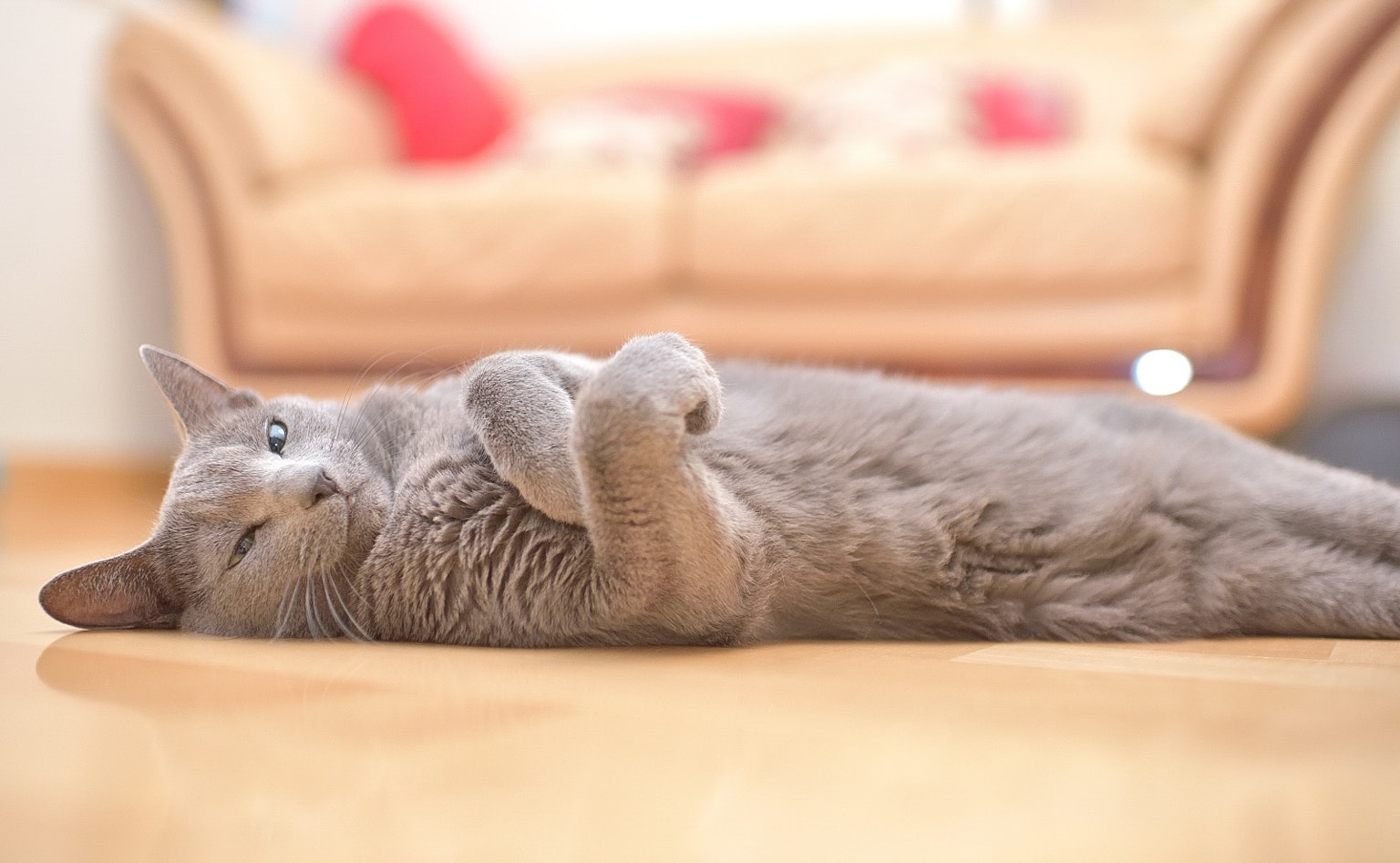 Gray cat lying on the floor relaxing