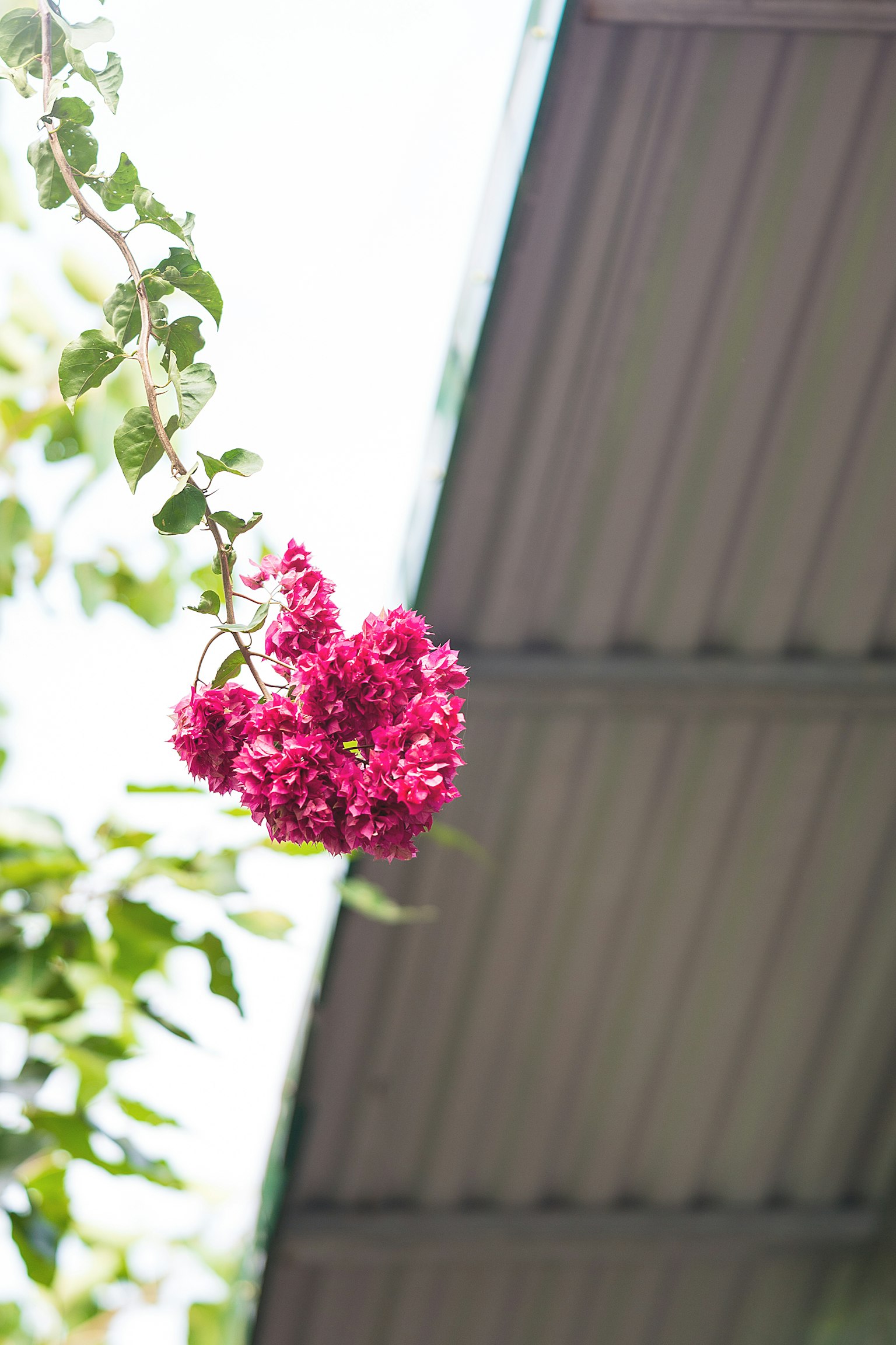 Purple flowers hanging under a roof
