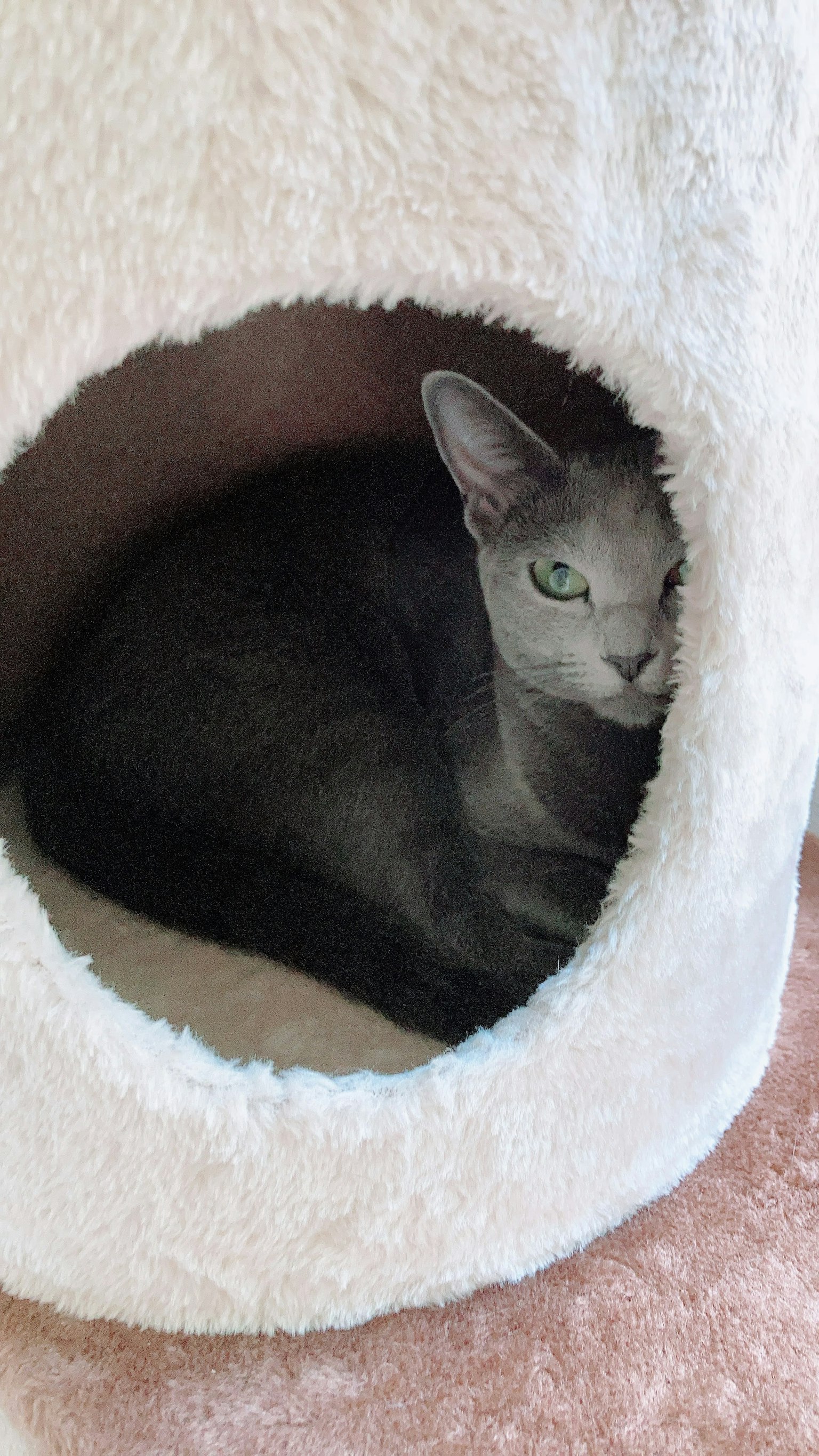 灰色猫在柔软的猫塔内休息