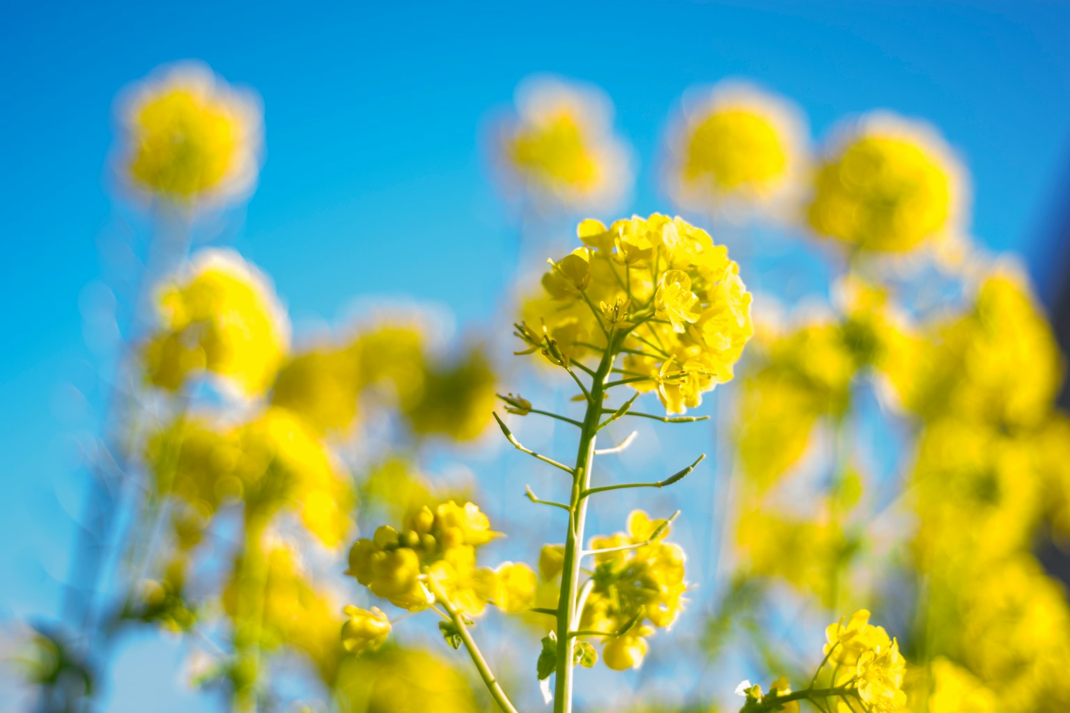 Lebendige gelbe Blumen blühen unter einem blauen Himmel