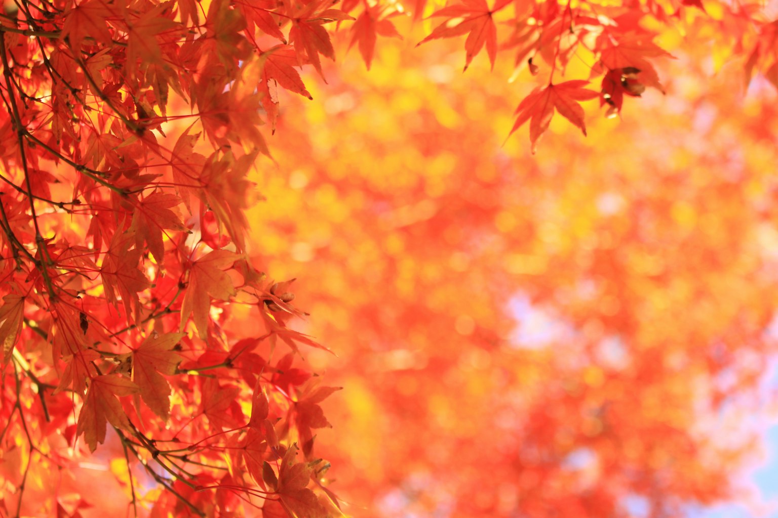 Vibrant orange autumn leaves creating a beautiful fall scenery