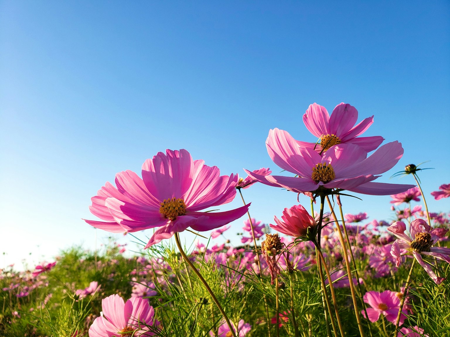 Fiori di cosmos rosa che fioriscono sotto un cielo blu chiaro