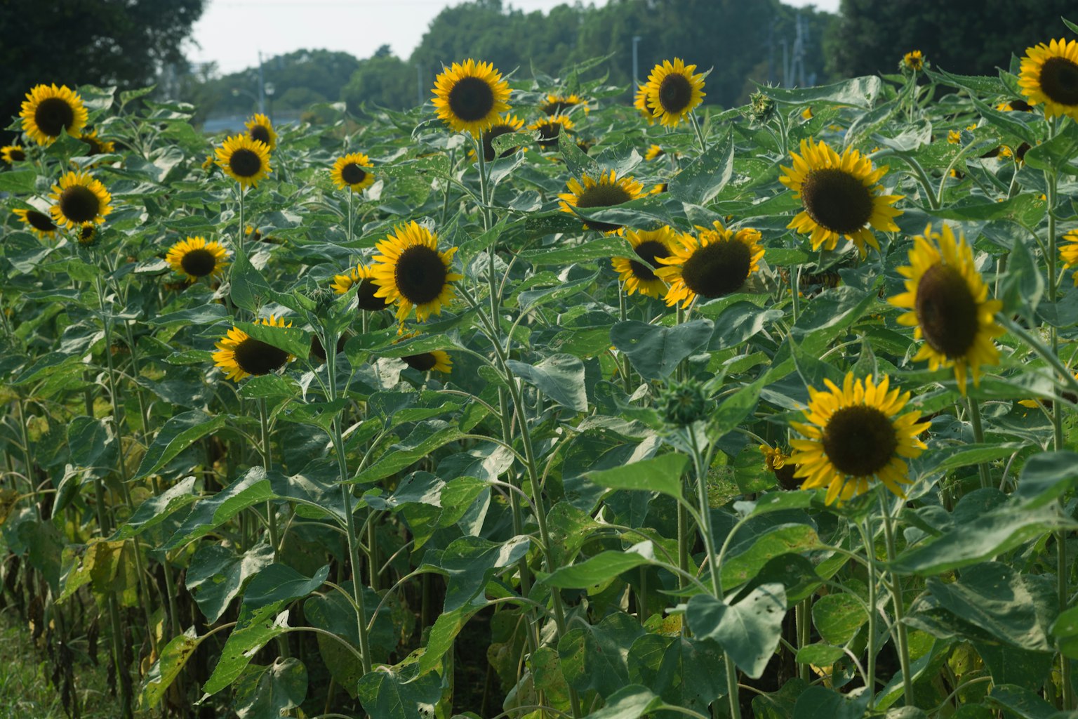 Campo de girasoles vibrante con flores amarillas brillantes y hojas verdes
