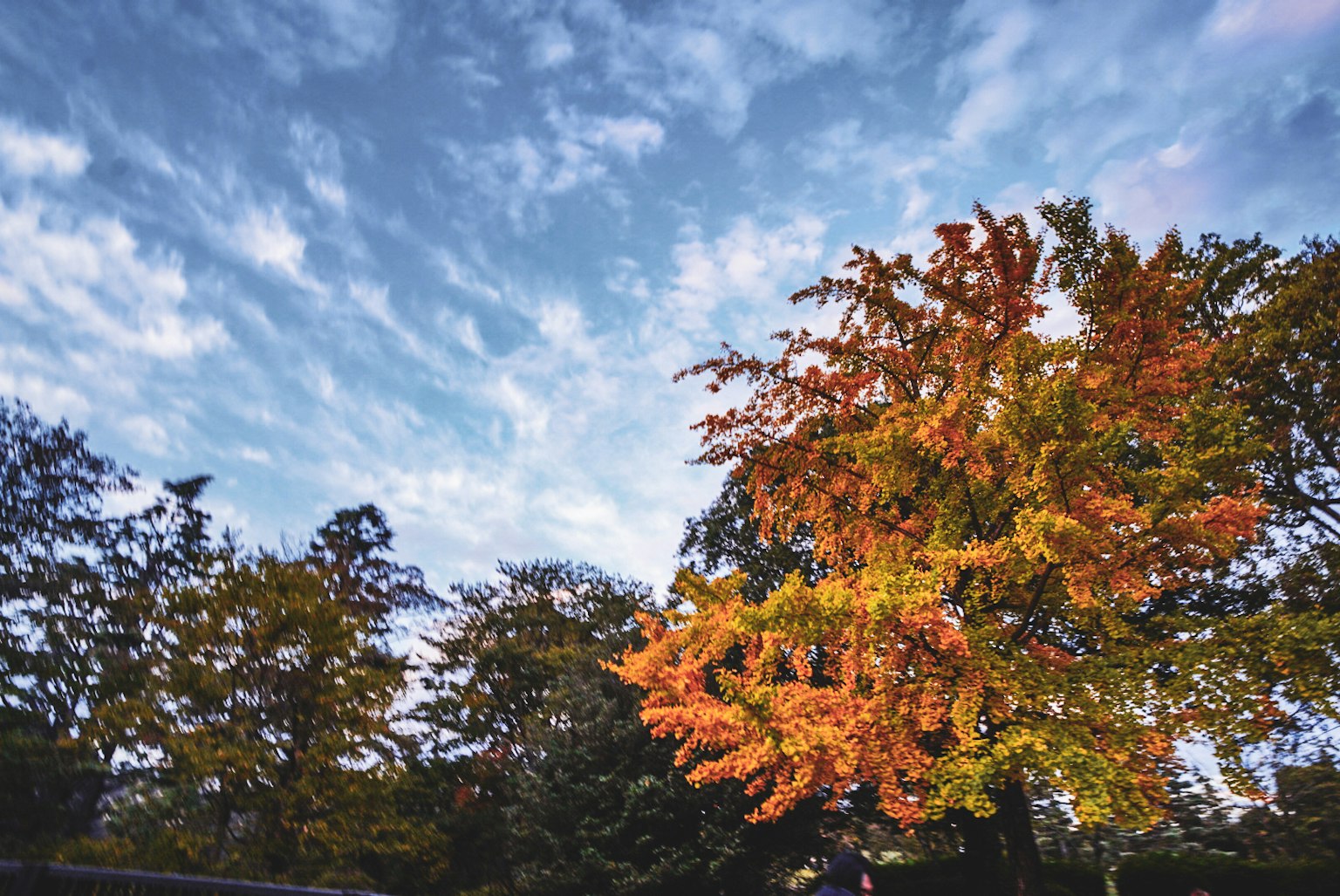 Bellissimi alberi autunnali con colori vivaci contro un cielo blu
