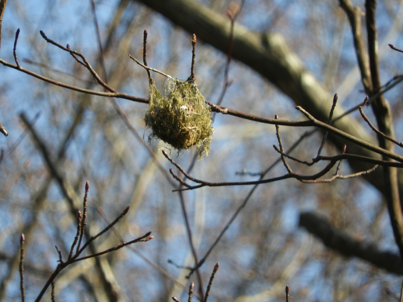 Bird nest hanging on a branch made of green moss and grass