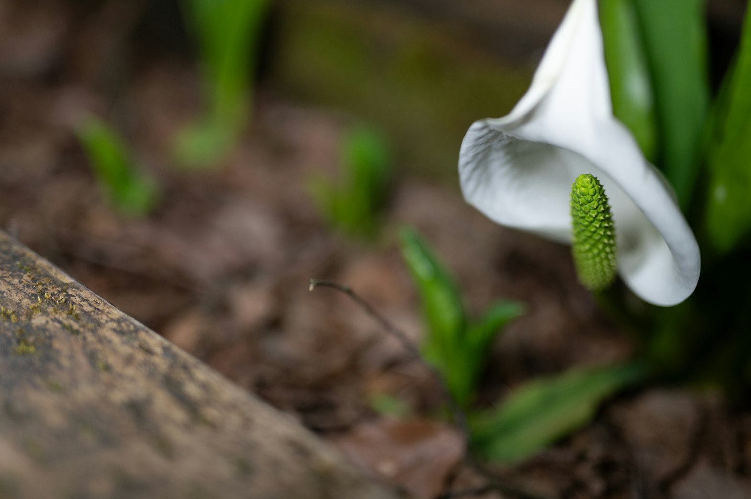 Gros plan d'une fleur de calla blanche avec un spadice vert sur un fond flou