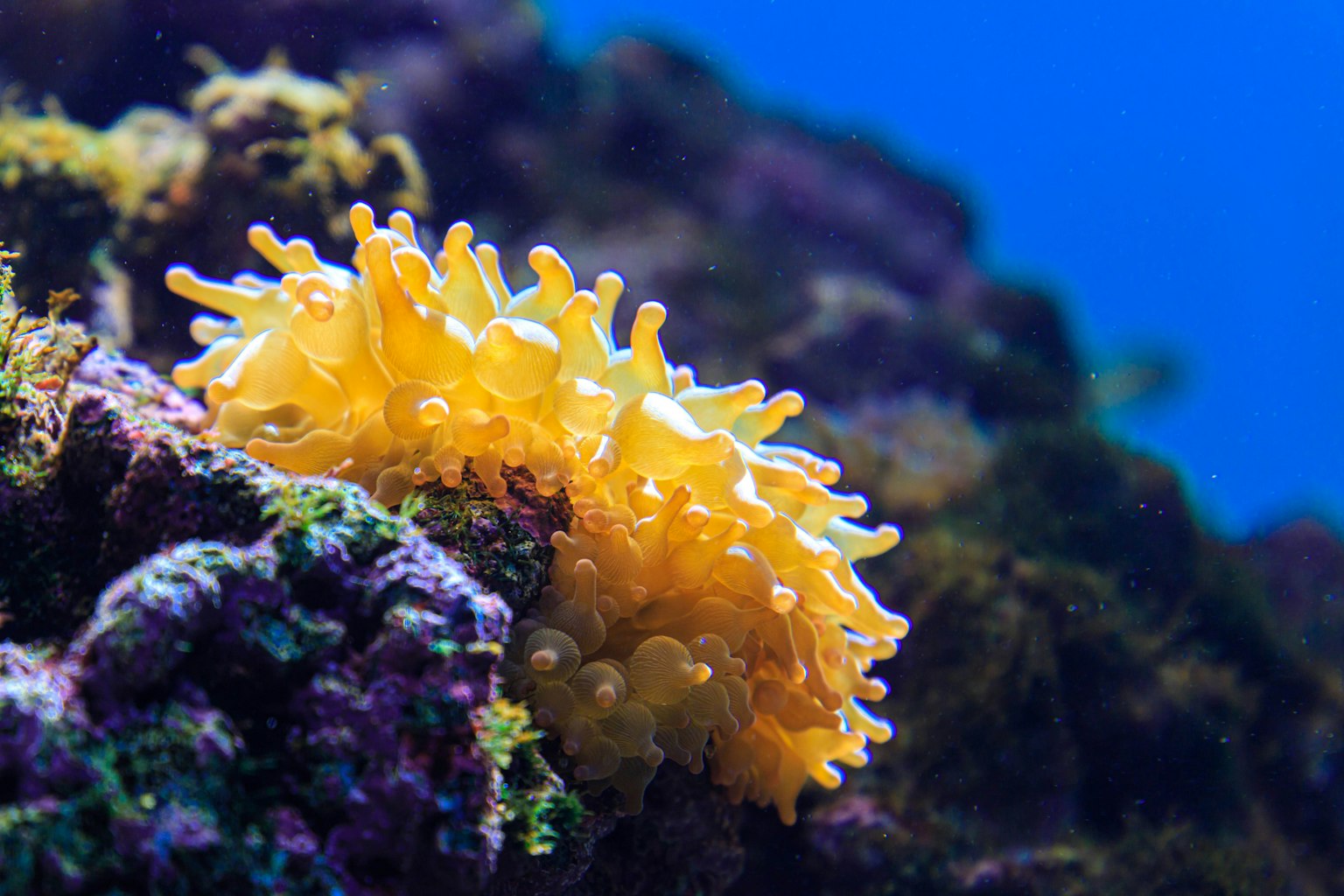Vibrant yellow sponge attached to a rock underwater