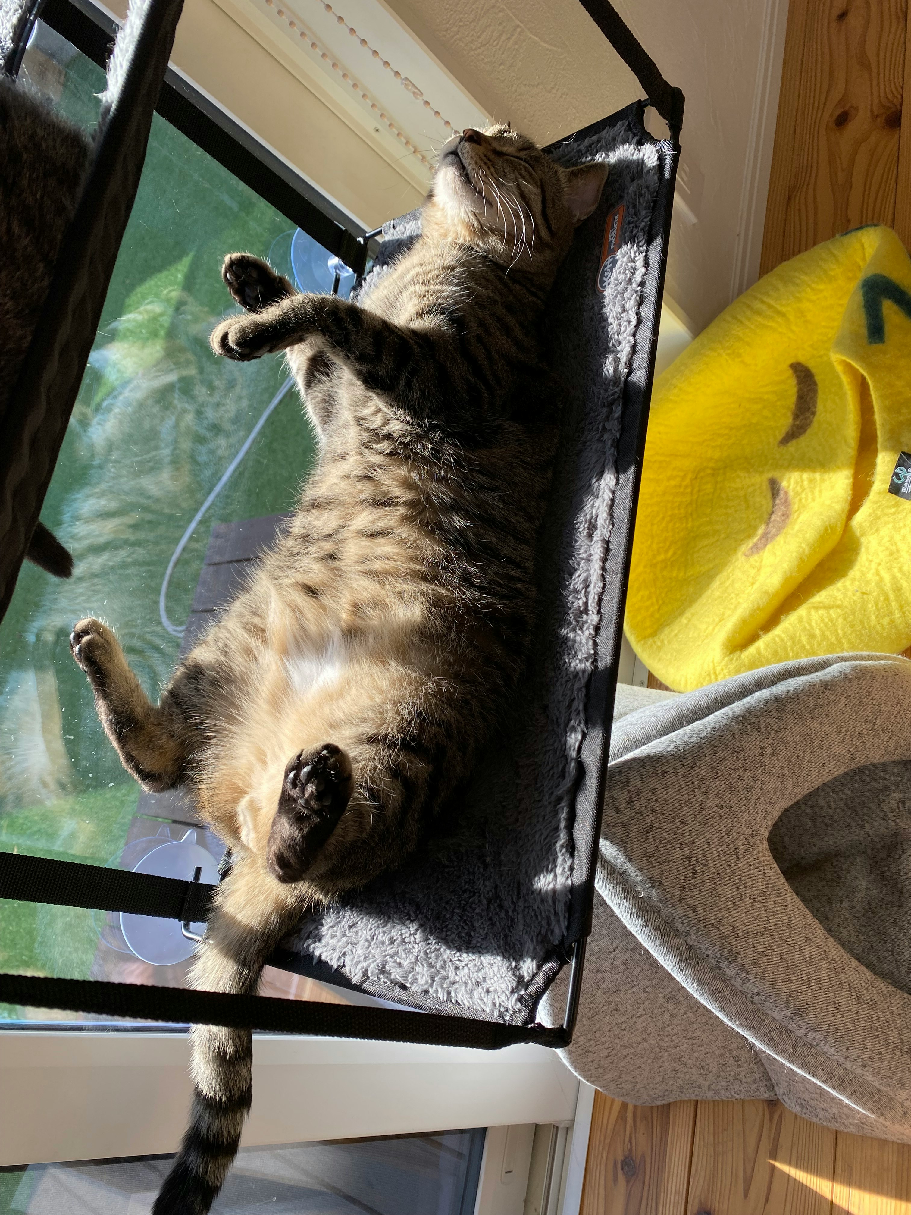 kucing sedang merapikan bulu di sofa