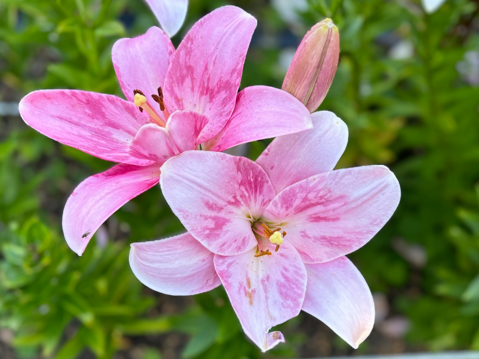 Due gigli rosa in fiore con petali delicati