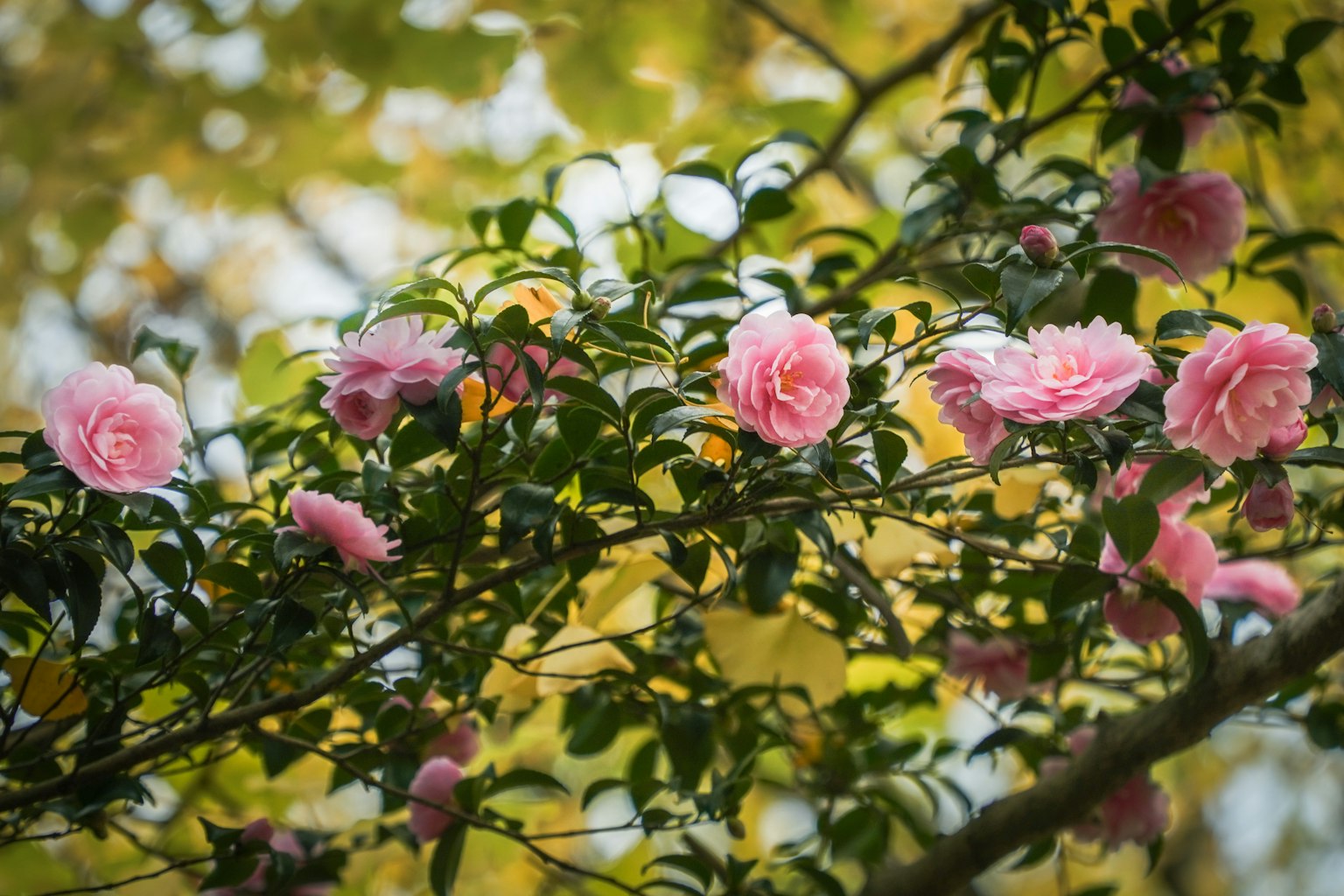 Ramo di un albero di camelie con fiori rosa in fiore e foglie verdi sfocate sullo sfondo