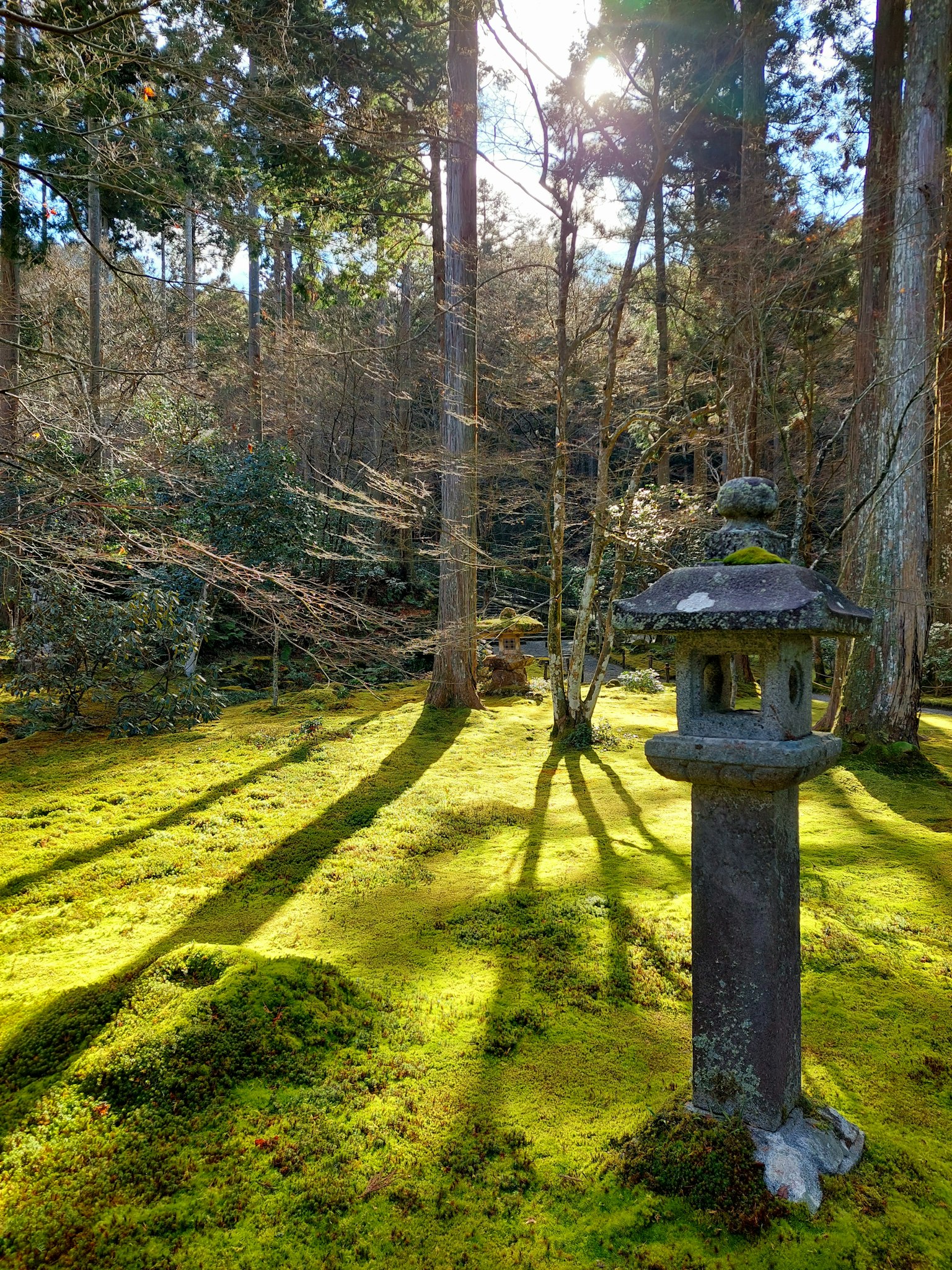 苔に覆われた庭に立つ石灯籠と木々の影