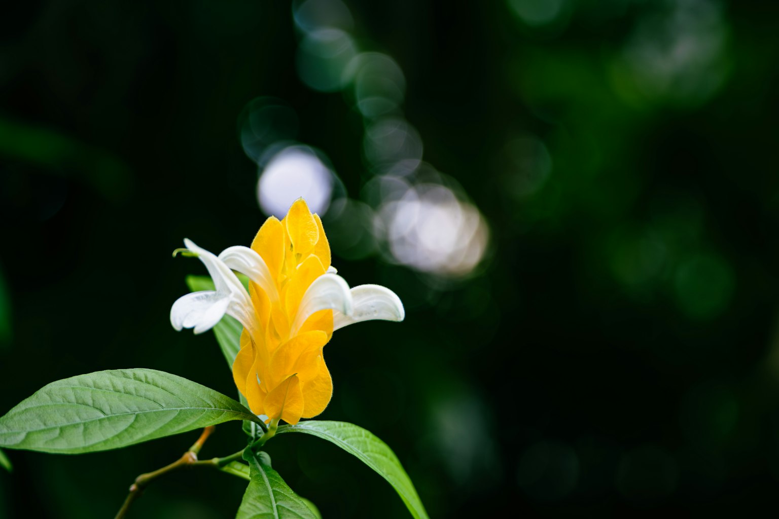 Un fiore giallo e bianco vibrante spicca su uno sfondo verde