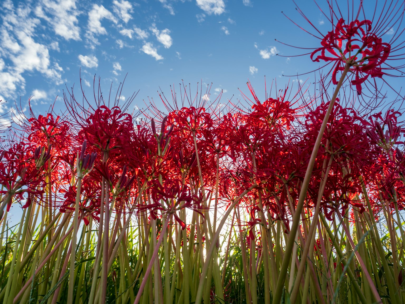 Ansammlung roter Spinnenlilien, die unter blauem Himmel blühen