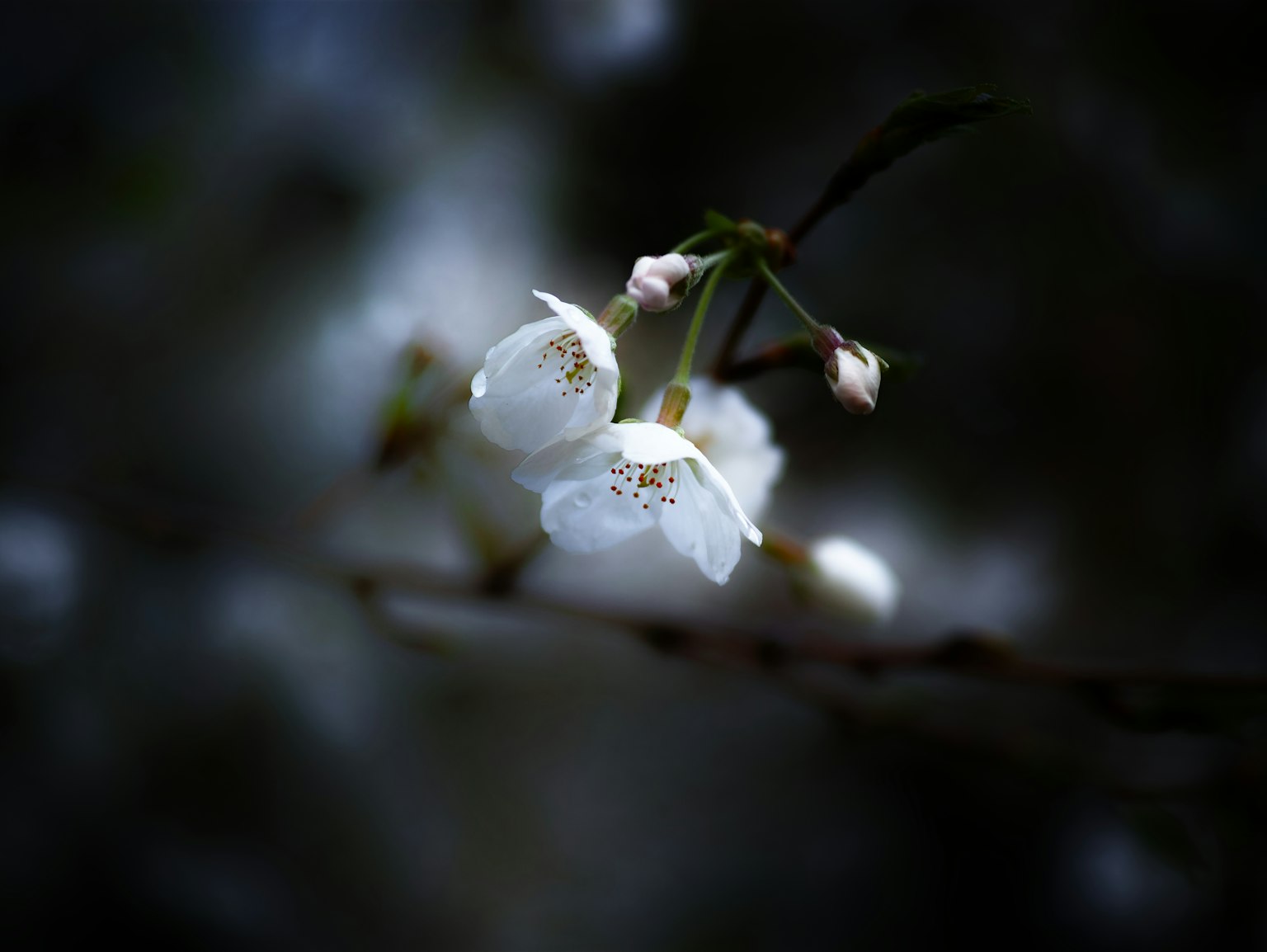 Fleurs blanches délicates en fleurs sur un fond doux