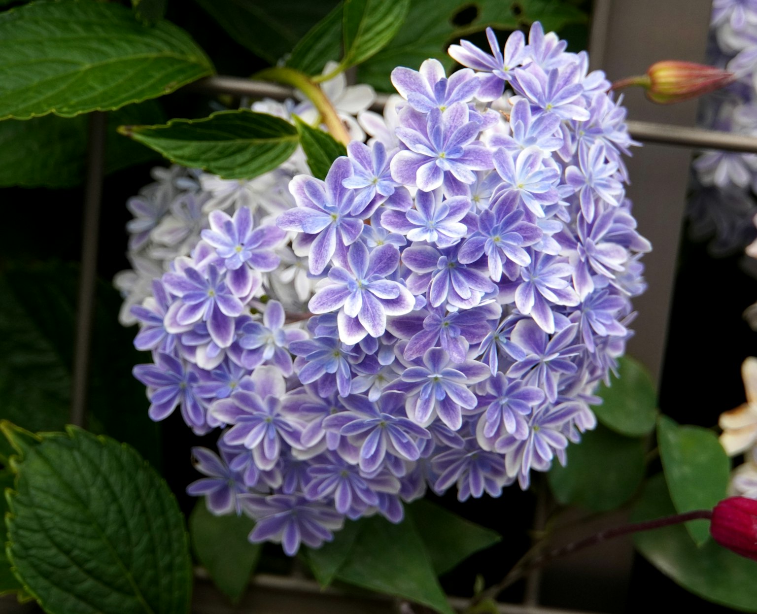 Primo piano di un gruppo di fiori viola con petali intricati