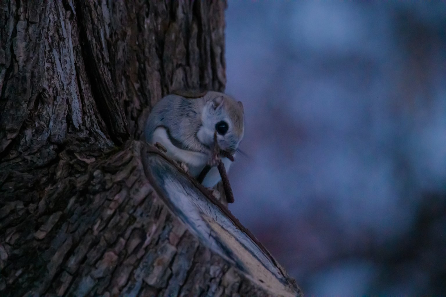 Un écureuil assis sur un tronc d'arbre sombre tenant de la nourriture