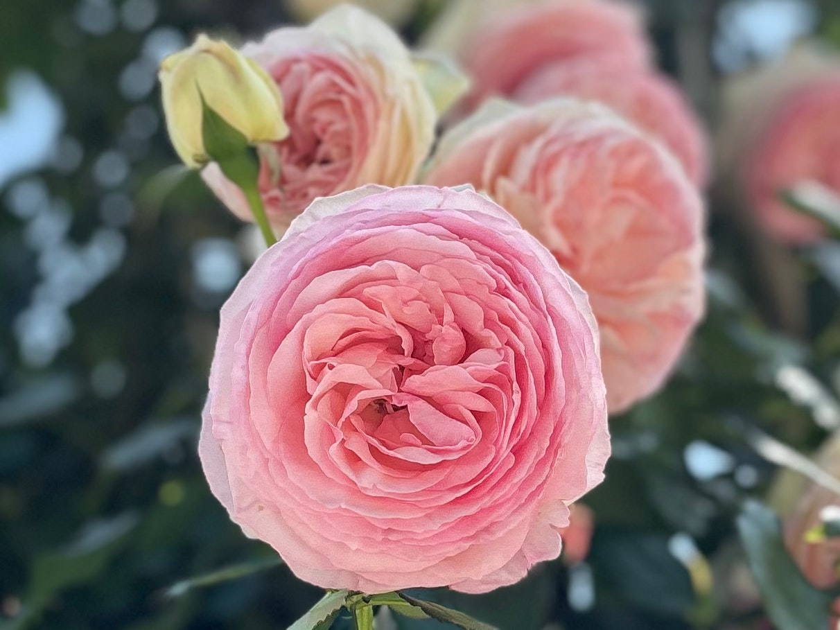 淡いピンクのバラの花束のクローズアップ
